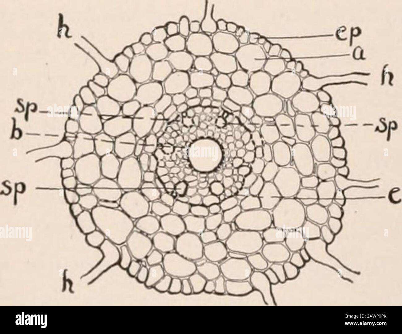 A practical course in botany with especial reference to its bearings