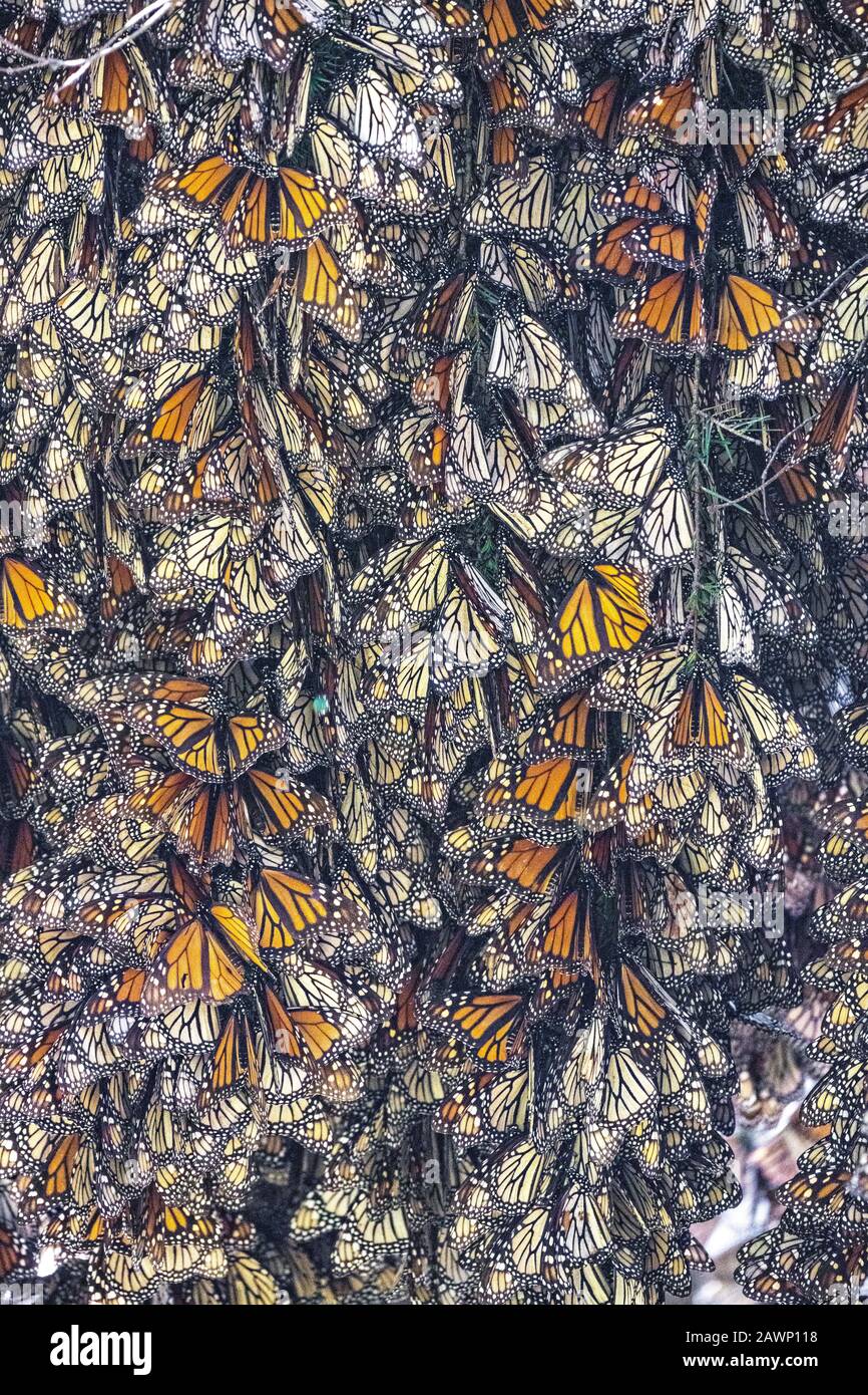 Monarch butterflies mass together as they over-winter in the Sierra Chincua Biosphere Reserve January 20, 2020 near Angangueo, Michoacan, Mexico. The monarch butterfly migration is a phenomenon across North America, where the butterflies migrates each autumn to overwintering sites in Central Mexico. Stock Photo