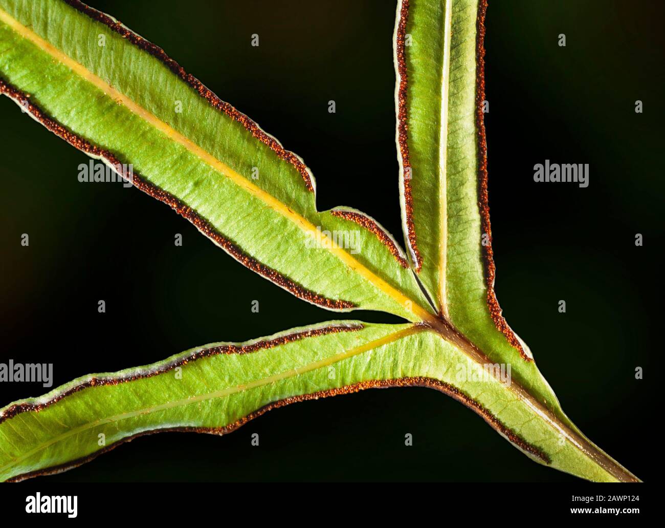 Variegated table fern, Pteris cretica, underside of frond showing rows of ripe sporangium. Stock Photo