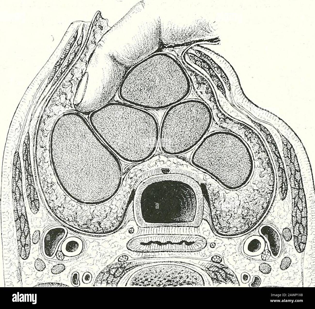 Isthmus of thyroid gland hires stock photography and images Alamy