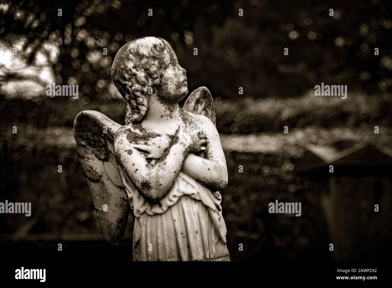 KILKENNY, IRELAND, DECEMBER 23, 2018: Sculpture of an old creepy cherub angel in the middle of a graveyard, full of lichen and mold, holding its chest Stock Photo