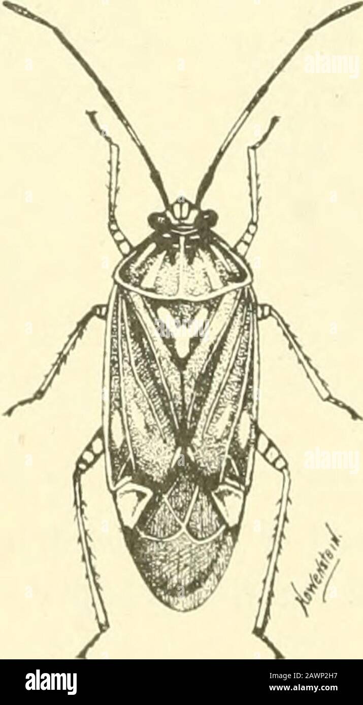 Annual report of the Agricultural Experiment Station of the University of Minnesota . Pig. 53.—The Tarnished Plant Bug (Lygus pratensis); four pinned specimentsenlarged three times. Brooklyn Center, with the statement that they were injuring- the. Fig. 54.—Lygus pratensis Linn. Much enlarged. Lugger. Currants (blossoms, petals and leaves) plum trees, flowering INSECTS INJURIOUS IN 1902. 53 shrubs, and to some extent, the ash trees. On May 16th theparty wrote again that they had nearly all left the currants;on June 5th they were reported as having gone, and the state-ment was also made, we will Stock Photo