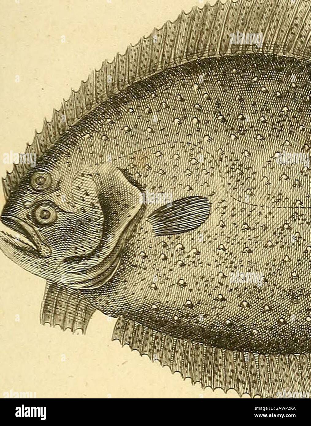 Zoological Lectures Delivered At The Royal Institution In The Years 1806 And 1807 Turbots Soles And Other Fishes Of Similar Kind In Thisgenus Iieiture Exhibits A Most Extraordinary Devia Tion From Her Zoological Lectures Delivered At The Royal Institution In The Years 1806 And 1807 Turbots Soles And Other Fishes Of Similar Kind In Thisgenus Iieiture Exhibits A Most Extraordinary Devia Tion From Her