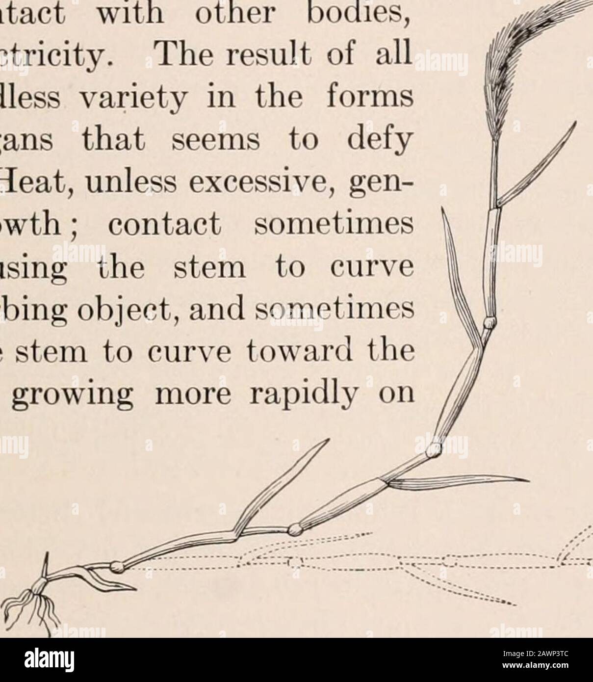 A practical course in botany : with especial reference to its bearings on agriculture, economics, and sanitation . ,without showing a tendency to grow downward. We maythen conclude th;it geotropism is a reaction to gravity. 53. Geotropism an active force. — It must be noted,however, that the force here alluded to is not the mere me- GERMINATION AND GROWTH 51 chanical effect of gravity, due to weight of parts, as when thebough of a fruit tree is bent under the load of its crop, buta certain stimulus to which the plant reacts by a spontaneousadjustment of its growing parts. In other words, geotr Stock Photo