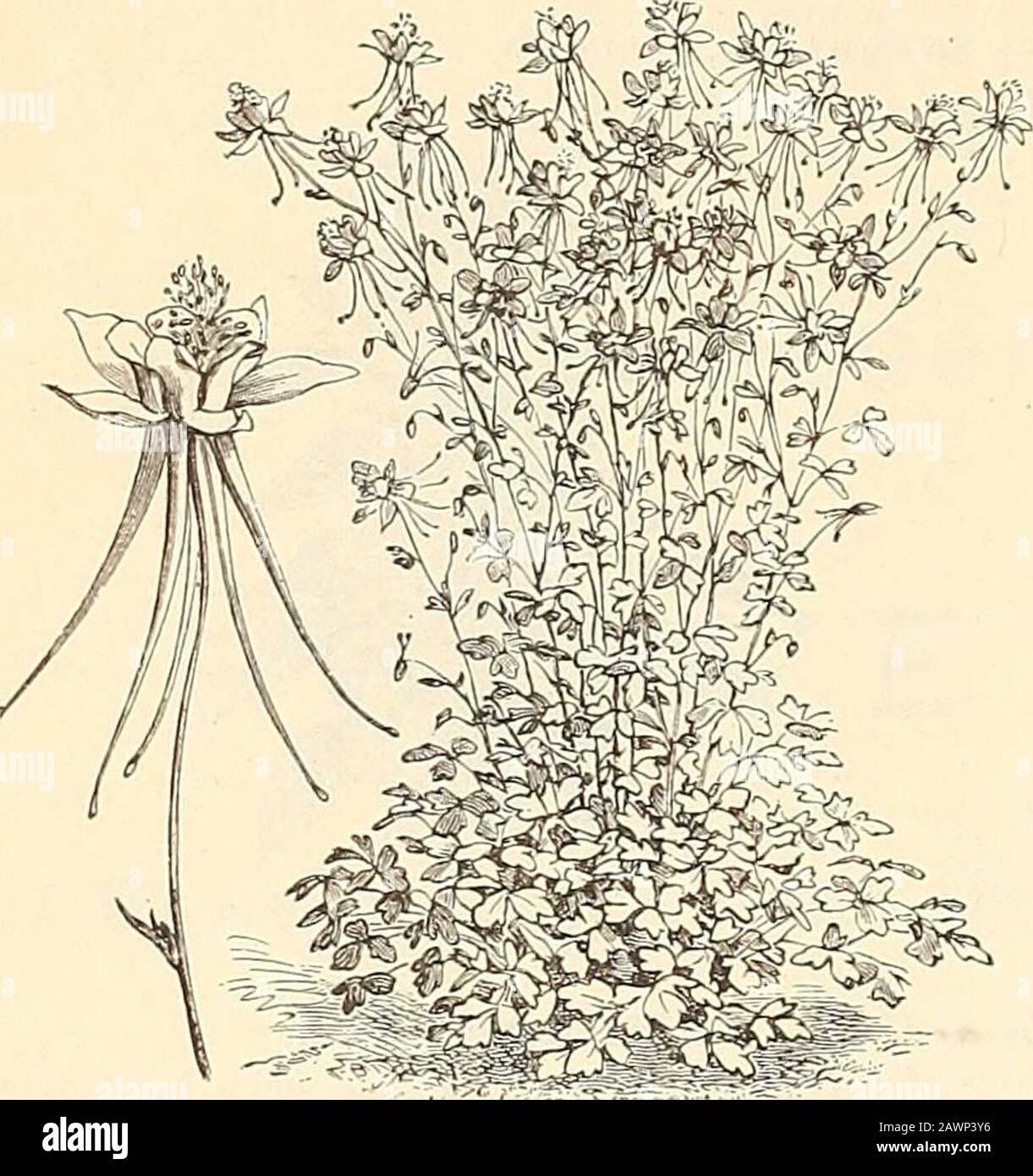 Peter Henderson & Co.'s catalogue of everything for the garden : 1880 . Anemone Corouaria (Poppy Anemone). Mixed colors, as above, lft 1° ANGELONIA. Equally desirable as a pot-plant for the parlor or greenhousein winter or for outside planting in spring. It forms a plant18 inches high, terminated by long spikes of cup-shapedfragrant flowers, in color bright scarlet spotted with white.Although a perennial, it flowers the first season sown. Angelonia Grandinora. Described above 25 Atropurpurea. (See Novelties) 50 **ANTrRJRHINTJM MAJTJS (Snap Dragon One of our favorite plants, of the easiest cul Stock Photo