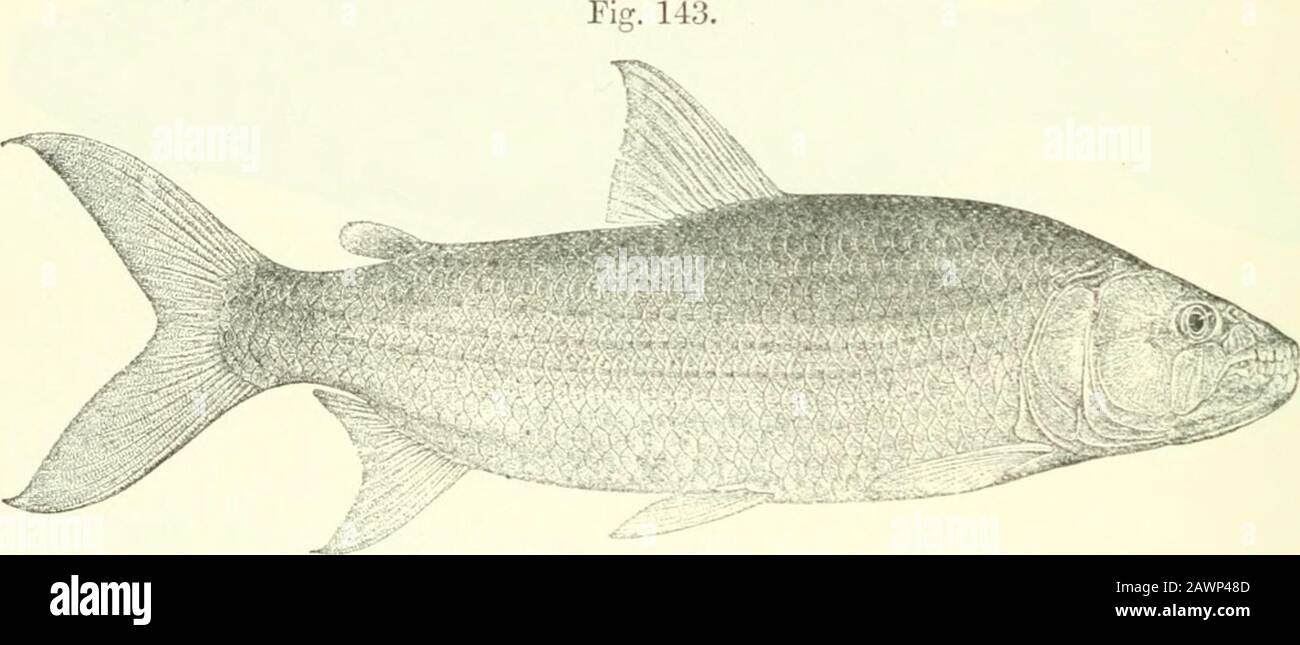 Catalogue of the fresh-water fishes of Africa in the British museum (Natural history) .. . „ 3. 4. Ad. & hgr. Monsembe. Rev. J. H. Weeks (P.).5-6. Yg. Bolobo. Rev. G. Grenfell (C).7. Ad. Upper Congo. Brussels University. 186 CHAEACINID.E. 5. HYDROCYON BREVIS. Hydrocyon forskalii, part., Cuv. & Val. Hist. Poiss. xxii. p. 309 (1849) ; Peters, Reise Mossamb. iv, p. G9 (18G8).Hydrocyon hrevis, Giinth. Cat. Fish. v. p. 351 (18G4), and Pethericks Trav. ii. p. 245, pi. iii. fig. A (18G9) ; Steiud. Sitz. Ak. Wicn, Ixi. i. 1870, p. 517 ; Bouleng. Fish. Nile, p. 107, pi. xvi. fig. 2 (1907). Depth of bod Stock Photo