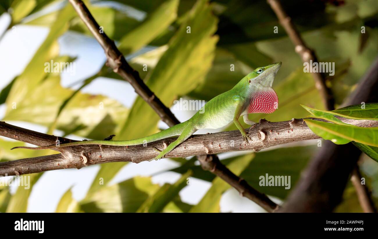 Green anole, Anolis carolinensis, sits on branches and mates against green staff, Sanibel Island, Florida, USA Stock Photo