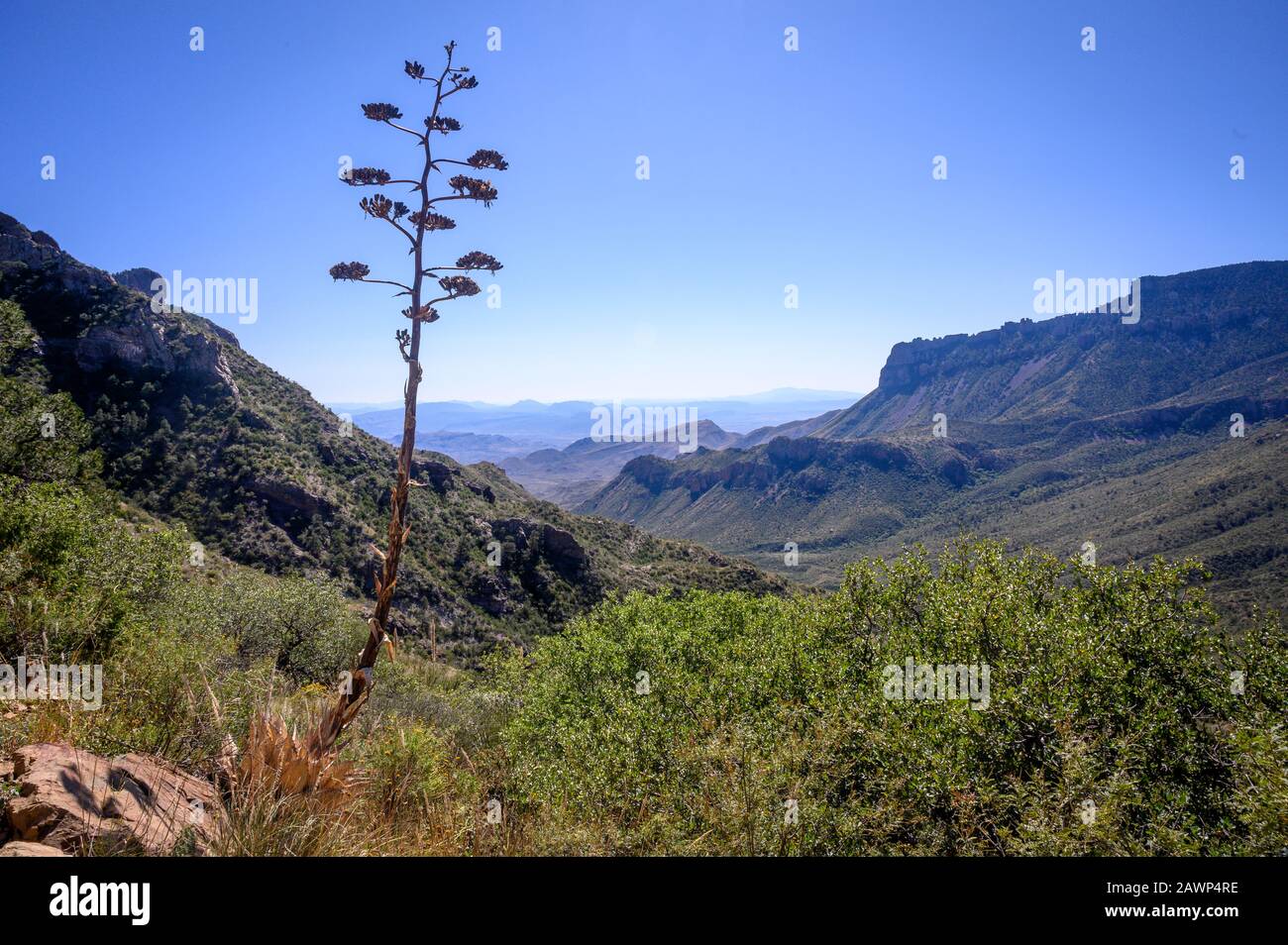 A century plant stands over the desert landscape of Big Bend National Park from the top of Lost Mine Trail. West Texas. Stock Photo