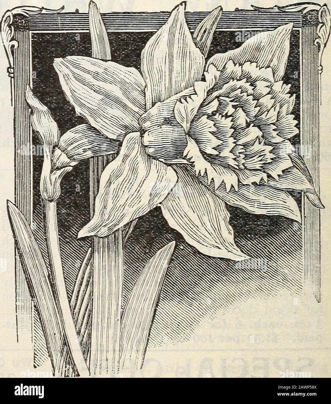 New floral guide : autumn 1901 . nly 65cts. Doable IlaFeissas oti Improved Daffodils ALBA PEEXA ODORATA—• The Double White Poets Nar cissus, or Gardenia-Flowered Daffodils. Double snow-white gardenia-like flow^ers, delightfully sweet-scented. 3 cts. each 3 for 8 cts., 25 cts. per doz., postpaid.INCOaiPARABLI^Fl. PI. Large handsome flowers, as double as roses, bright canary yellow, with rich orange centre. 3 cts each, 3 for 8 cts., 25 cts. per doz., postpaid.SUEPHUR OR SELTER PHCEXIX—Creamy white with pale sulphur centre. Considered the finest of the double sorts. 12 cts. each, 3 for 35 cts., $ Stock Photo