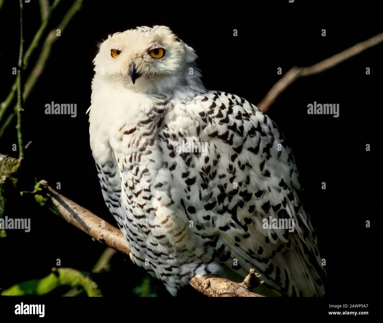 Snowy Owl, Bubo scandiacus, Arctic tundra & Northern Isles Stock Photo