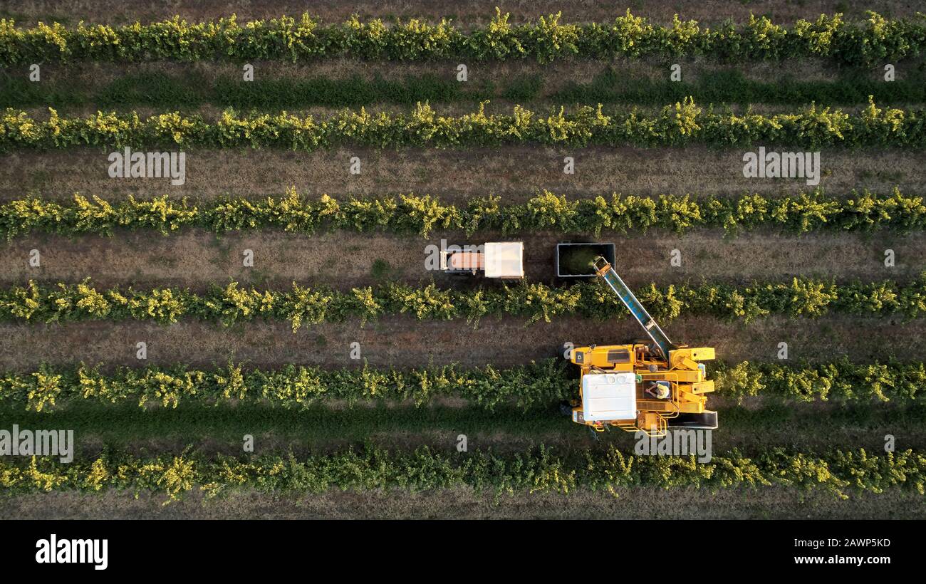 Looking down on mechanical grape harvester with chaser tractor and bin alongside gathering the harvested fruit. Stock Photo