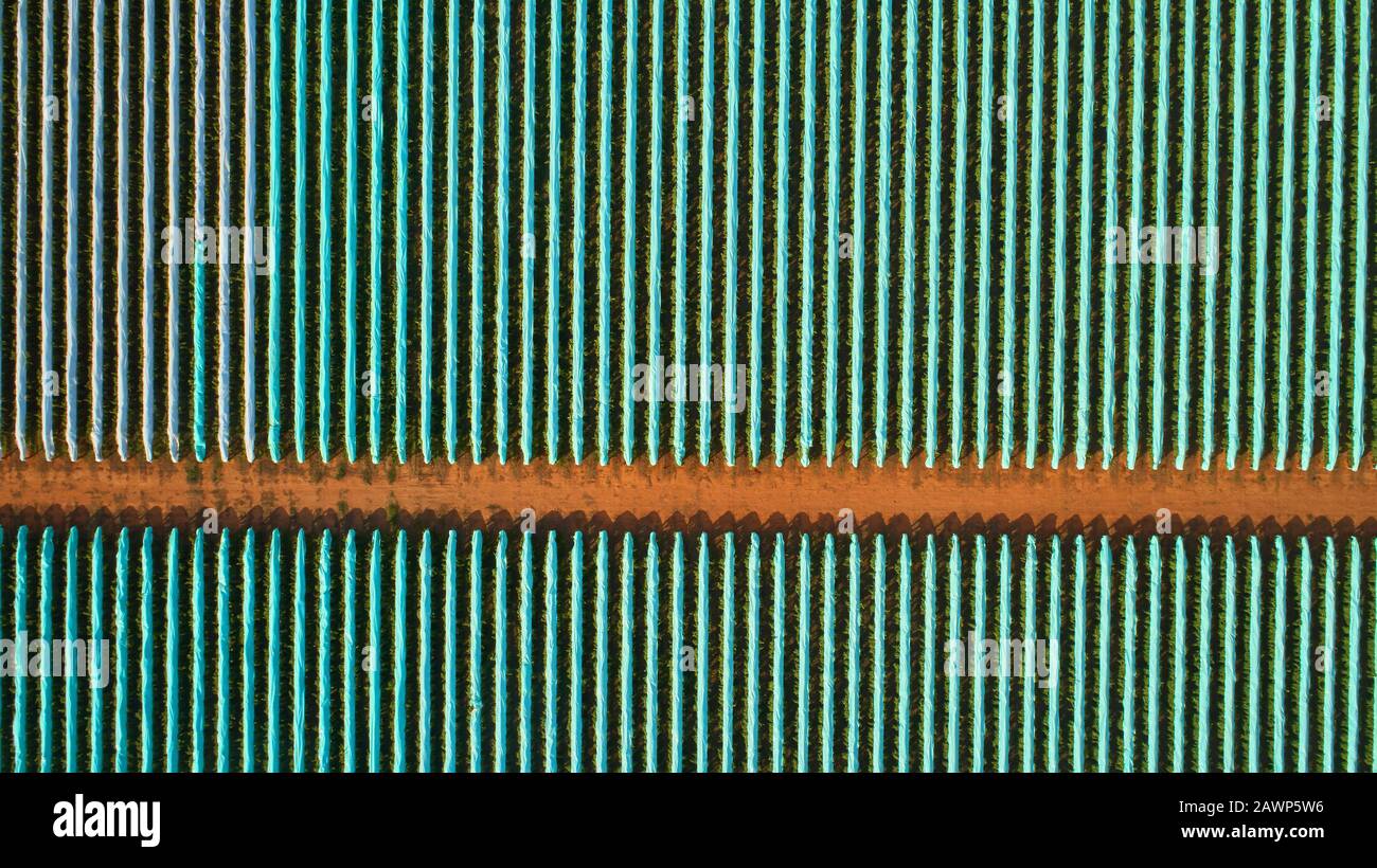 Aerial of a vineyard with plastic vine covers over each row of vines to