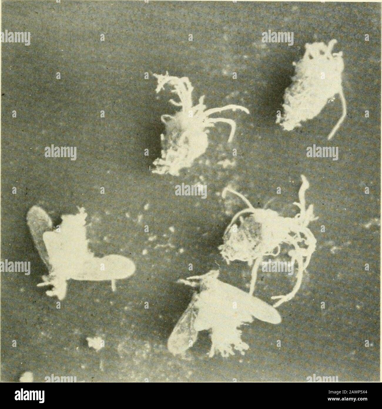 Annual report of the Agricultural Experiment Station of the University of Minnesota . Fig. 41.—Spongy Fungus (Scorias spongiosa Schw.), found in the honey dew of Schizoneura: (1) natural size; (2) portion of fertile branch much enlarged; (3) ascospores; (4) three sporidia (from Ellis Pyrenomycetes). For the root form, bisulphide of carbon is now used. (Careshould be taken not to injure the tree with this agent; consultthe Experiment Station). Strong soap washes are also used onroots of nursery stock, etc. INSECTS INJURIOUS IN 1902. 45 ON ELM : Schizoneura americana, Riley.Observed in a few ins Stock Photo