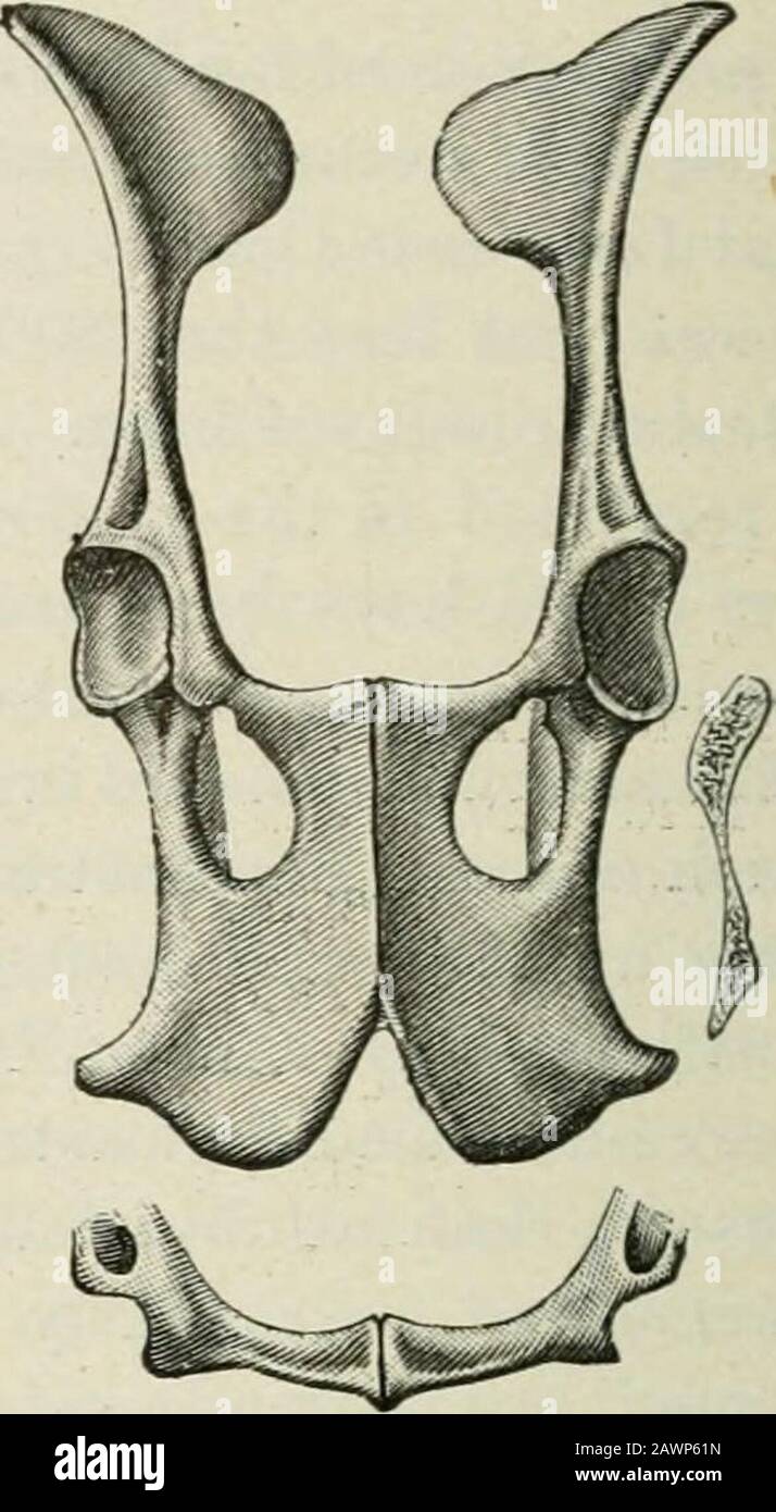 Handbook of meat inspection . Pelvis of a male roe deer. Pelvis of a female roe deer. (c) Classification of Food Animals. Tbe Conference of Delegates of German Slaugbterbouse Officials,representatives of tbe German Agricultural Commission, etc., wbicbwas beld in Berlin in 1895, decided upon tbe following classes forfood animals, in tbe place of tbe previous distinctions, according toSees. 1, 2 and 3. Steers. • 1. Steers in füll flesh, completely fattened, of the highest slaughter value, up toseven years. 2. Toung, fleshy, but not completely fattened, and older fattened steers. 3. Fairly well-n Stock Photo