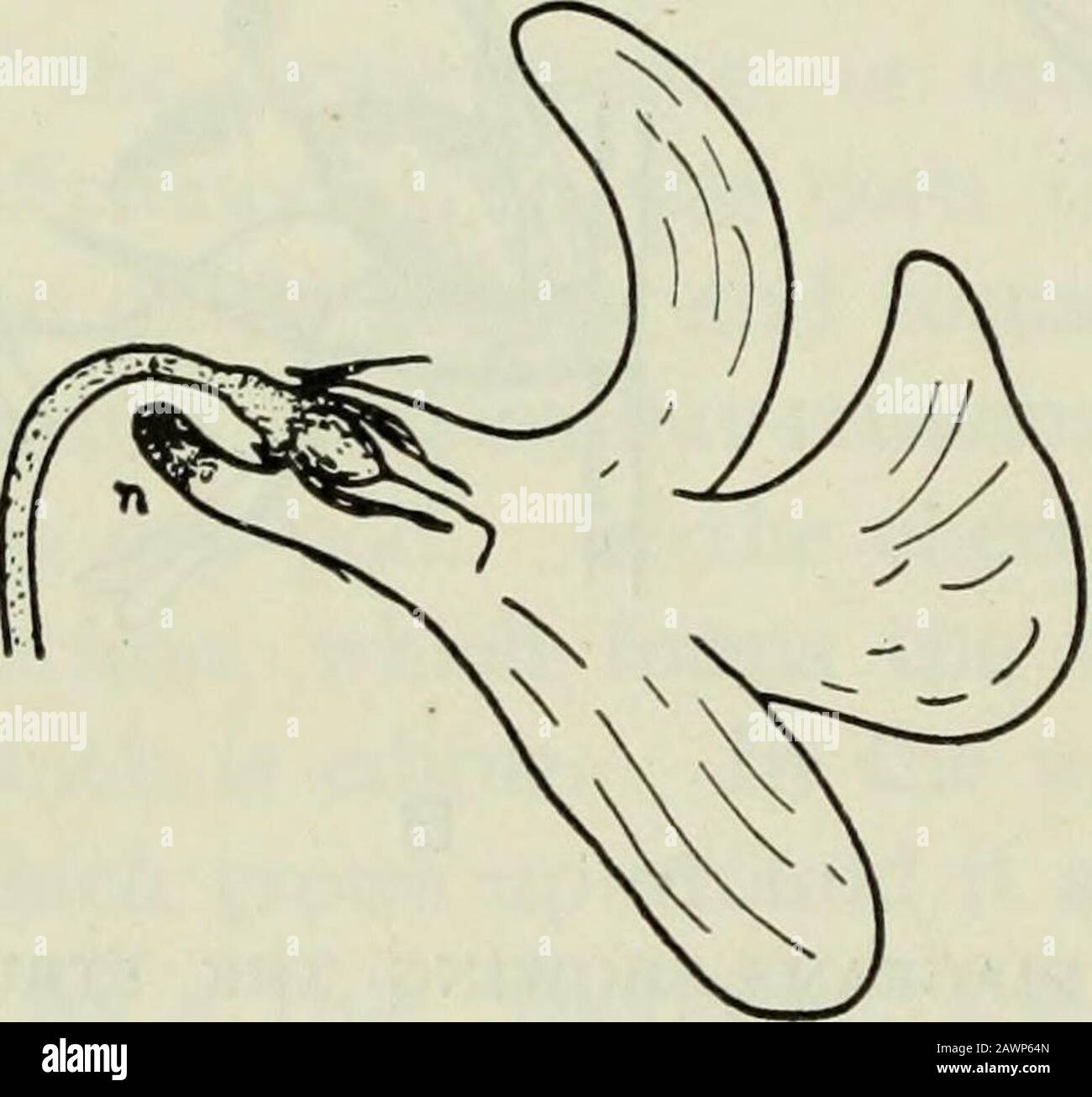 How the Plant Produces Seed . ARE CHIEFLYWIND-POLLINATED A, Flowering portion of grass with three inflores-cences, each containing several flowers. B, Singlegrass flower, showing the three dangling stamens,from which the pollen is carried by the wind, andthe pistil with two feathery stigmas upon whichpollen blown from other flowers may be caught 268 The Cornell Reading Course for the Farm the getting of nectar and pollen for food, but as it flies from flower toflower it unconsciously brings about a very effective pollination for theplant. As the bee reaches into the flower for nectar, its body Stock Photo