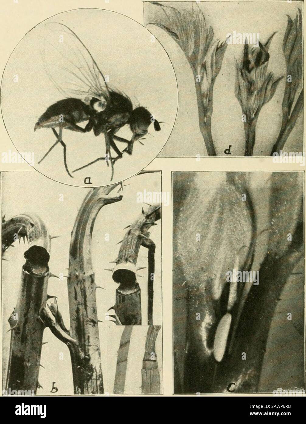 Insect pests of farm, garden and orchard . ^ has been observed in New York, Canada, Michigan,Pennsylvania, and recently it has become a serious pest in Wash-ington, so that it is undoubtedly much more widely distributedthan the records indicate. The parent fly, shown in Fig. 338,is grayish black, much resembling the house-fly, but slightlysmaller. Life History.—The flies appear in April and deposit their eggsas soon as the shoots are well above ground, continuing until early * Phorbia rubivora Coquillet. Family Anthomyidce. See Slingerland,Rulletin 126, Cornell Univ. Agr. Exp. Sta., p. 54; W. Stock Photo
