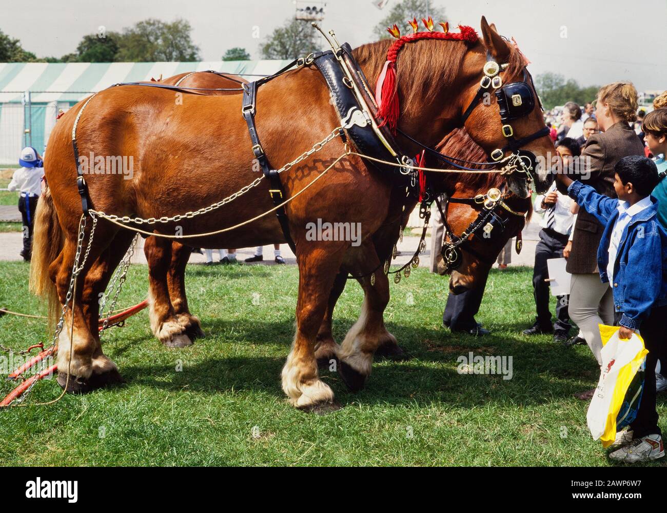 Shire horses in full harness, Suffolk Punch breed Stock Photo Alamy