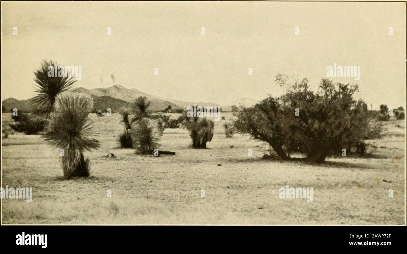 The vegetation of a desert mountain range as conditioned by climatic factors . An alluvial flat in Fir Forest on north slopes of xMount Lennnon at 8,(300 feet. Pinus arizonica, Abies concolor, and Populus tremuloides. SHREVE Plate 36. A. SaiiiH Catalinas viewed from north, showing grassy plains at elevation of 4,l.()U feet in the viOracle. At right Prosopis velutina, at left Yucca alata. Stock Photo