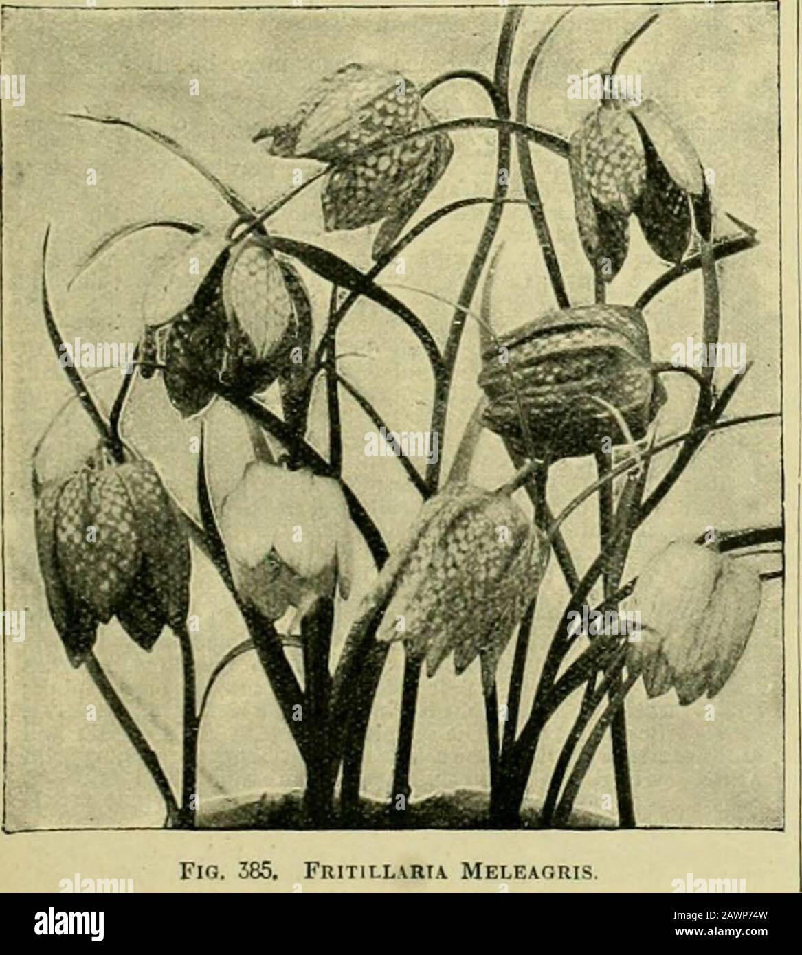 The century supplement to the dictionary of gardening, a practical and scientific encyclopaedia of horticulture for gardeners and botanists . ia). Ord. Bigvoniacesc. A small genus(two or three species) of tall-climldng, stove sln-ubs, nativesof Brazil, and closely allied to Biynonia. Flowers scarletor yellowish-red, in an ample panicle. Leaves opposite,trifoliolate. Ono of the species has been introduced. Forculture, tee Bignonia.F. Guillelma (Williams). /. seven in a compact, terminal panicle ; calyx and especially the corolla often .six-cleft. I. ovate- olilnn-^, acute at base, shoitlv acumi Stock Photo