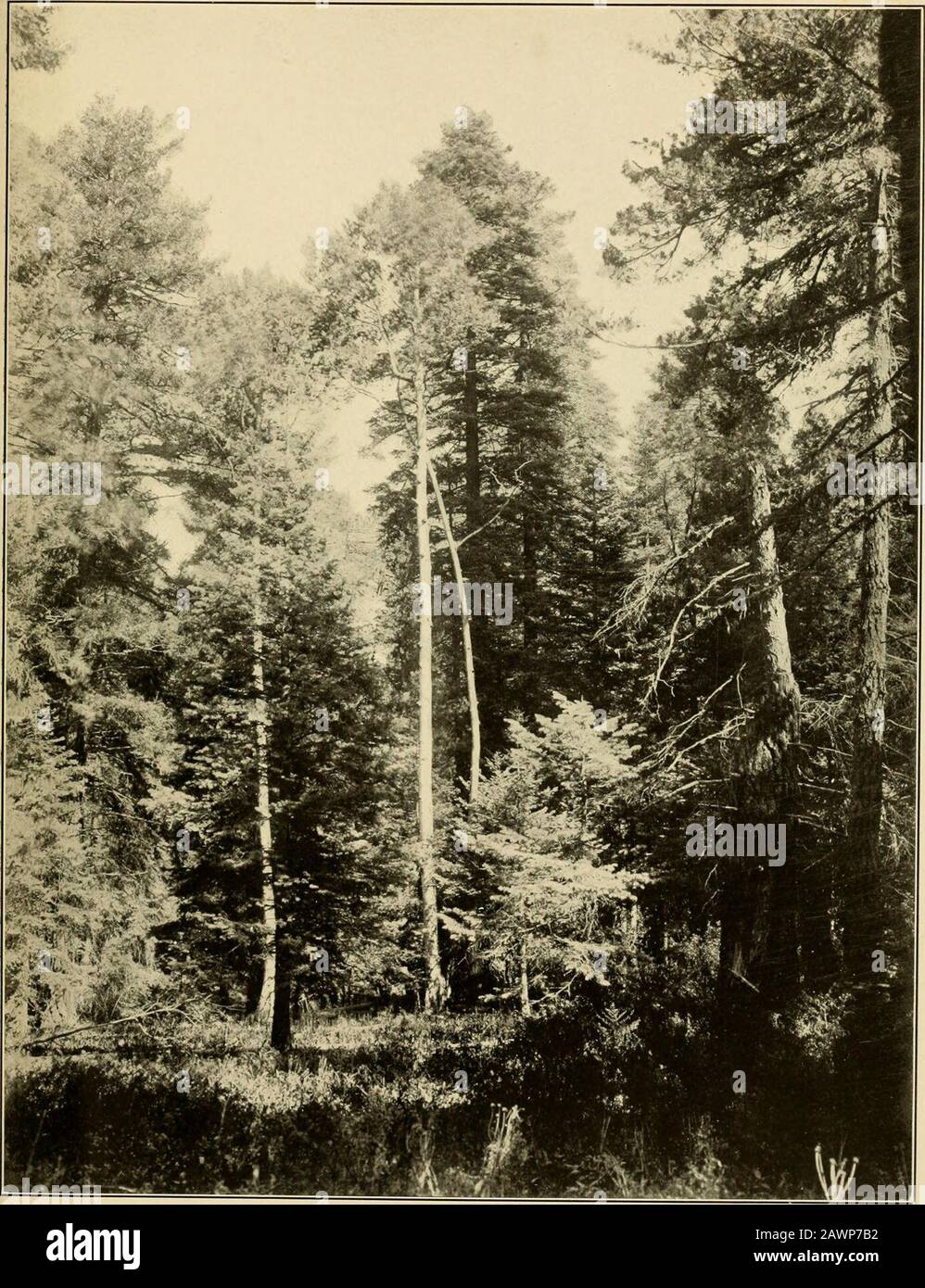 The vegetation of a desert mountain range as conditioned by climatic factors . SHREVE Plate 35. An alluvial flat in Fir Forest on north slopes of xMount Lennnon at 8,(300 feet. Pinus arizonica, Abies concolor, and Populus tremuloides. SHREVE Plate 36 Stock Photo