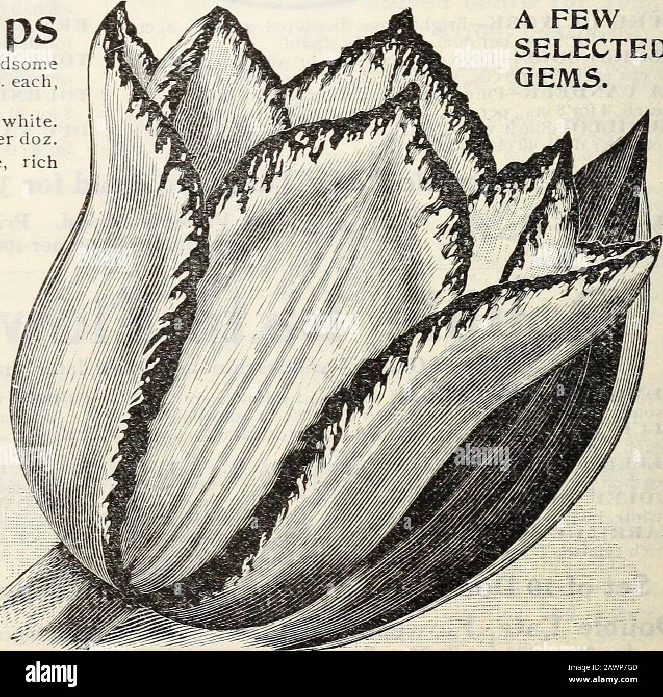 ちえ Toyota Land Cruiser ZX V8 2019 Review and Showcase | TikTok