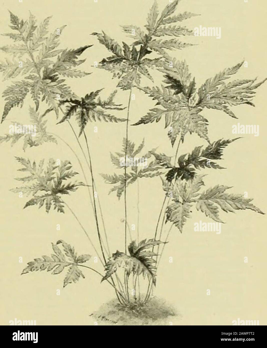 The century supplement to the dictionary of gardening, a practical and scientific encyclopaedia of horticulture for gardeners and botanists . leniumalatum*, A. attejiuatuin, A. - Belangcrii*, A. bidbiferum,A. caxidatxim*, A. Colen.&lt;:oi, A. campressum, A. dimorjthujn,A. fiabellifolium, A. flaccidum, A. laxxtm pumilum, A. longissi-mxim, A. monanthemxim, A. obtusHobuin, A, reclinatxnn*,A. Sandersoni*, A. tenellxtm, A. viviparum*, A. v. nobile*. Cera-topteris thalictroides*. Cystoptens bulbifera. Fadyena proli/era.Gxjmnogramme schizophylla*. Hemionitis cordata*, H. palmata*.Bypolepis Bergiana. Stock Photo