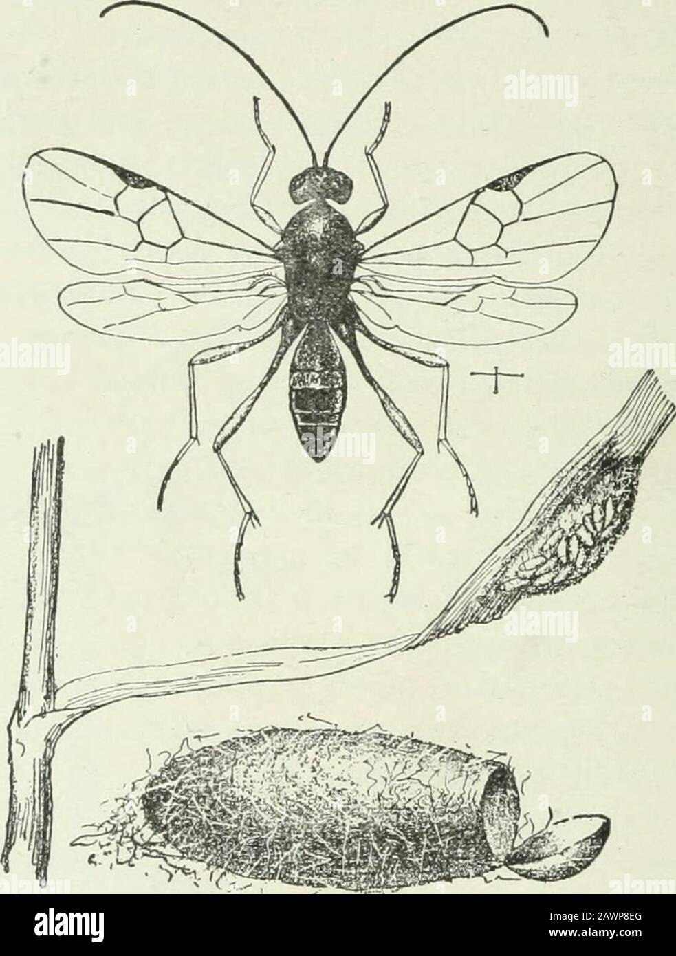 Economic entomology for the farmer and fruit-grower : and for use as a text-book in agricultural schools and colleges . 384 AN ECONOMIC ENTOMOLOGY. Most of these parasites have the disadvantage of not influ-encing in the least the amount of injury done by the host ; theysimply prevent it from changing to an adult. It often happensthat spinning caterpillars even complete their cocoon, and in thiswe find the mass of parasitic cocoons instead of the Lepidopter-ous pupa. On the other hand, some of them complete their Fig. 442.. Apanleles species.—Little mass of cocoons on leaf, replacing an infest Stock Photo