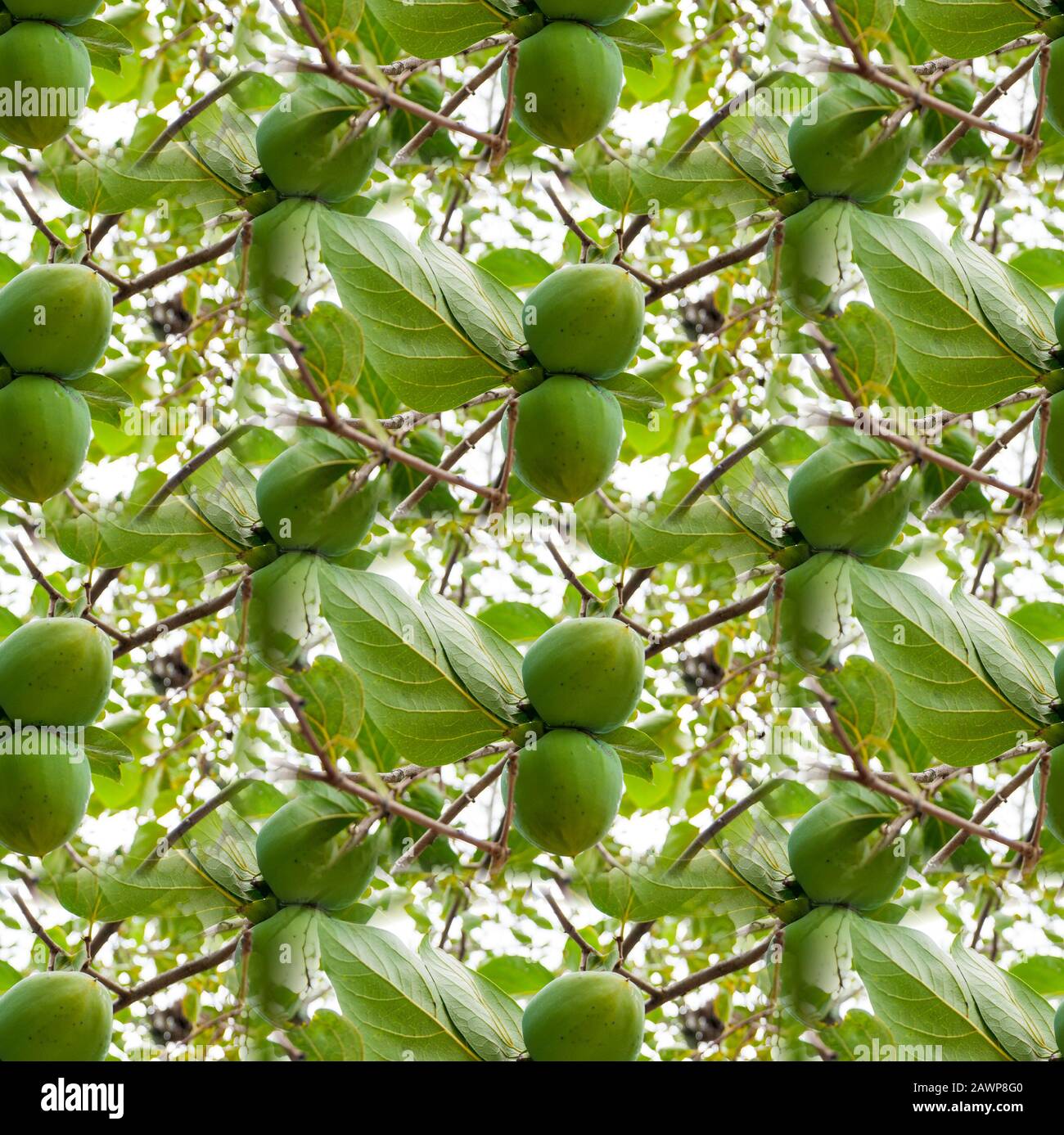 A seamless texture, an endless pattern from the photo - a garden with the fruits of green persimmon. Background for site, blog or application, textiles, wallpaper, packaging. Green summer fruit fertility Stock Photo