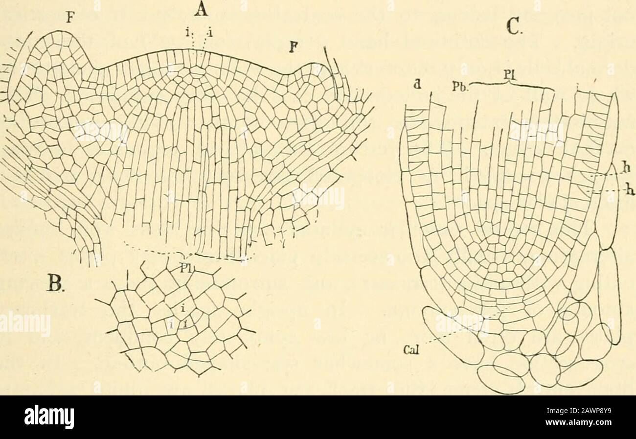 The structure & development of the mosses and ferns (Archegoniatae) . ical cell is apparently present, butin others the presence of such a cell was doubtful, and in L.cernmivi in no case did he find any evidence of a single initial.The vegetative cone of the mature sporophyte is usuallybroad (Fig. 246) and only slightly convex. Its centre isoccupied by a group of similar initial cells, which in L. selago, Treub (2), vol. v. 2 Treub, I.e. PI. XXIX. XIV L YCOPODINE^E 471 according to Strasburgcr,^ usually show two initials in longi-tudinal section (Fig. 247, i). From these initials arc cut offla Stock Photo