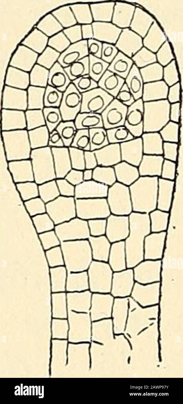 The structure & development of the mosses and ferns (Archegoniatae) . B. Fig. 246.—Longitudinal section of the stem apex oi Lycopodium luciduhcm (Michx.), X 30. sp, Youngsporangium ; B, longitudinal section of the young sporangium of the same species, X 215. unable to determine positively whether such a one exists in theembryo. In L. phlegmaria ^ he describes and figures embryos,where a single prismatic apical cell is apparently present, butin others the presence of such a cell was doubtful, and in L.cernmivi in no case did he find any evidence of a single initial.The vegetative cone of the ma Stock Photo