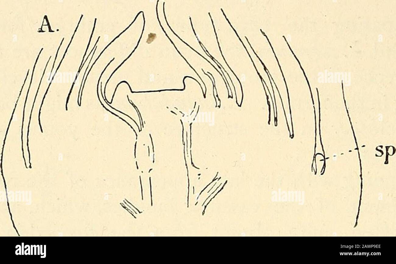 The structure & development of the mosses and ferns (Archegoniatae) . f has a singlemedian vascular bundle, which does not extend to the apex.The arrangement of the leaves is usually spiral, and they areuniformly distributed about the stem, and all alike ; but in afew species, e.g. L. complanatuin, they are of two kinds andarranged in four rows, as in most species of Selaginella. Thebranching of the stem is either dichotomous or monopodial.The roots, which are borne in acropetal succession (Bruchmannfound also in L. inundatum adventive roots), branch dichotom- 470 MOSSES AND FERNS CHAP. ously, Stock Photo