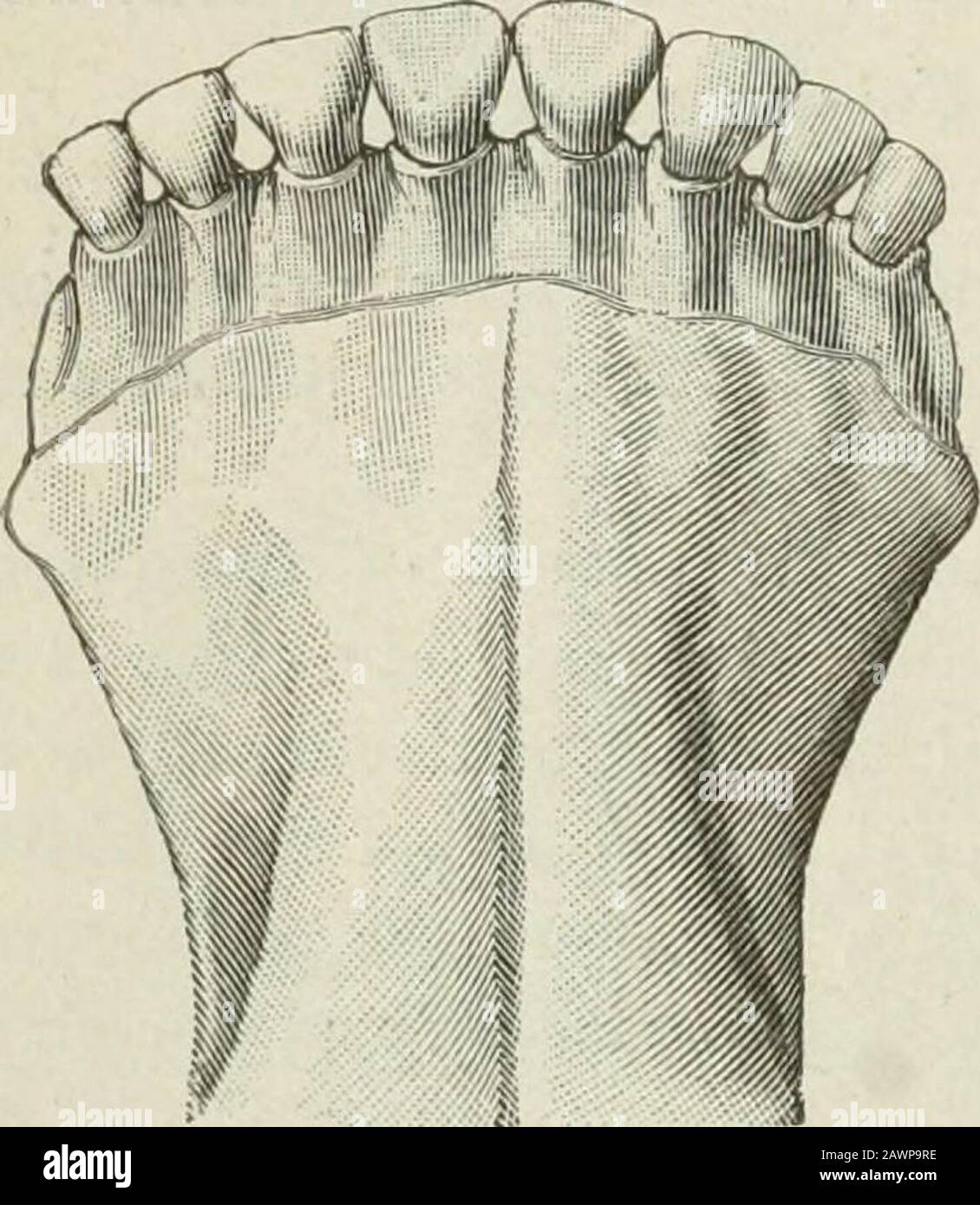 Handbook of meat inspection . three years; of the middle incisors, three and cme-halfto four years ; of the coruers, four and one-half to five years. Thepermanent teeth are yellowish, without a neck, and furnished withfurrows on the labial surface. The further determination of age ia 222 APPEABANCE AND DIFFERENTIATION OF MEAT AND ORGANS horses is made according to tlie degree of wear. Tliis is indicateduntil the nintli year in the incisors of tlie lower jaw, and until tlietwelfth year in tliose of the upper jaw, by the loss of the marks;,later, by the so-called round, triangulär and inverted o Stock Photo