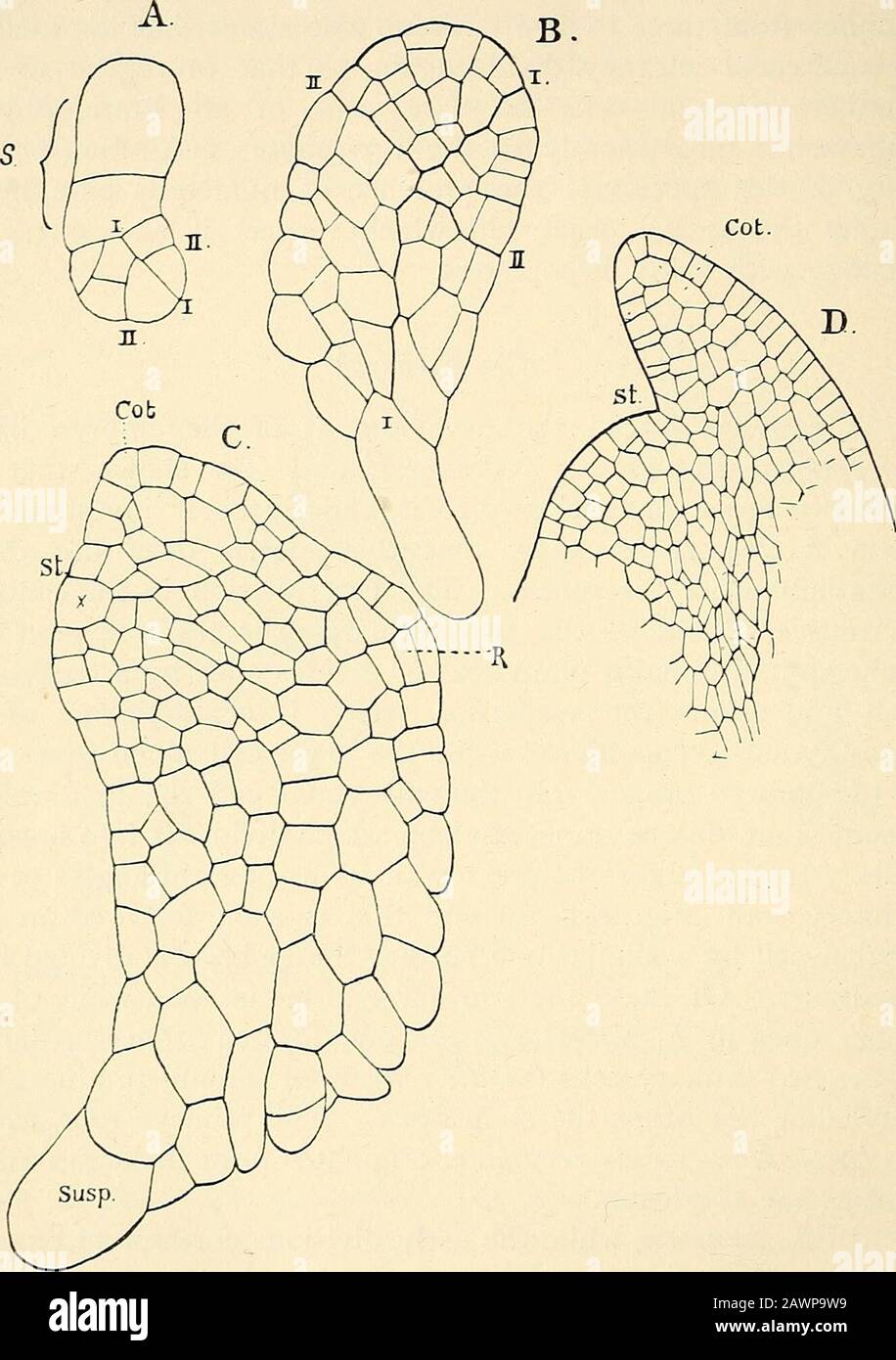 The Structure Development Of The Mosses And Ferns Archegoniatae 