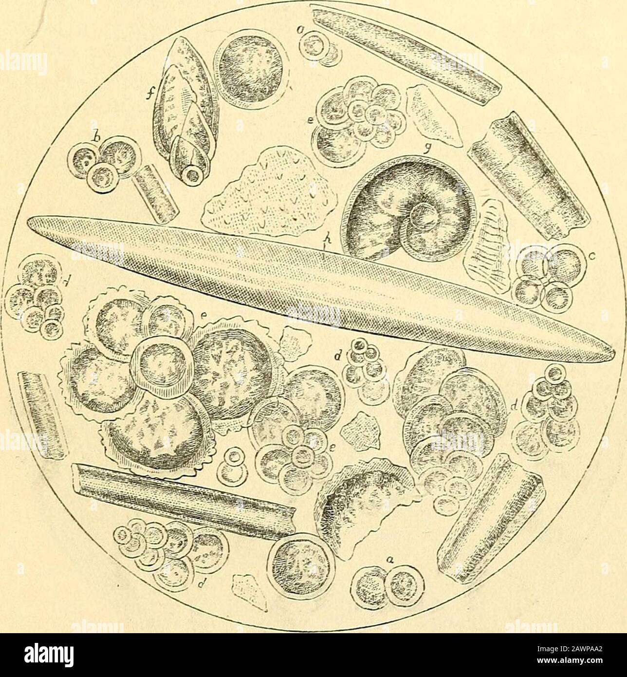 The microscope and its revelations . Microscopic Organisms in Levant Mud:—a, d, siliceous spiculesoiTethi/a; B, H, spicules of Geodia; c, Sponge-spicule (unknown); e,calcareous spicule of Ghantia; f, g, m, o, portions of calcareous skele-ton of Ecliinodermata; H, I, calcareous spicule of Gorgonia; k, l, n,siliceous spicules of Halichondria ; p, portion of prismatic layer ofshell of Pinna. COMPOSITION OF MARINE DEPOSITS. 745 tinually undergoing a slow but steady increase in thickness,tlie microscopic researches of Prof. Williamson* have shownthat not only are there multitudes of minute remains Stock Photo