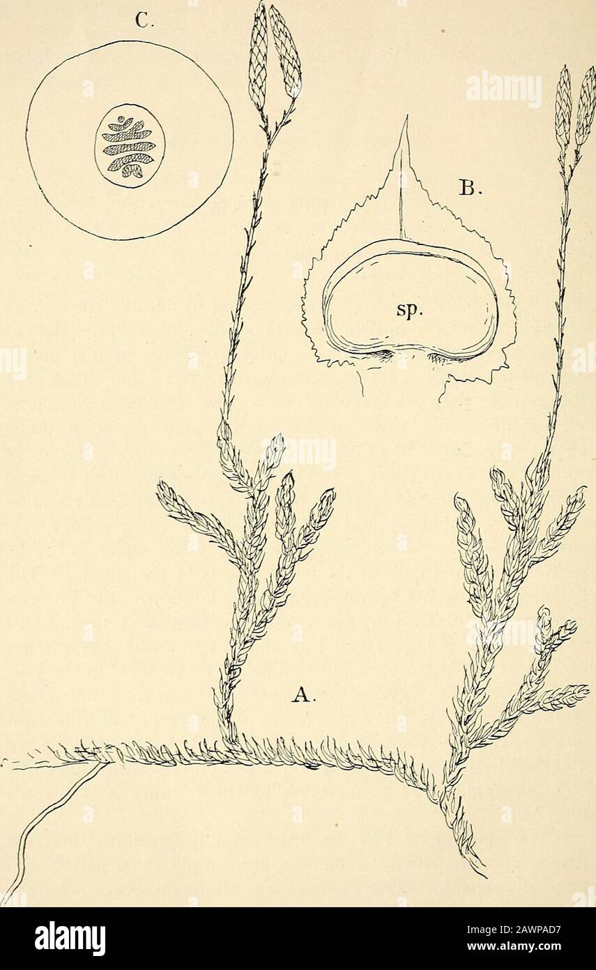 The structure & development of the mosses and ferns (Archegoniatae) . es, and a few species of Selaginella, e.g. S.rupestris, have a wider range ; but the great majority of thespecies are found only in the moist forests of the tropics. Thegametophyte of the homosporous forms is known only in Lyco-podium, and this only within a comparatively short time. Ourknowledge of it is based mainly upon the important researchesof Treub, but these have been added to by Goebel ^ in the caseof L. inundatmn. The gametophyte in its earliest condition, sofar as is certainly known, develops chlorophyll, and this Stock Photo