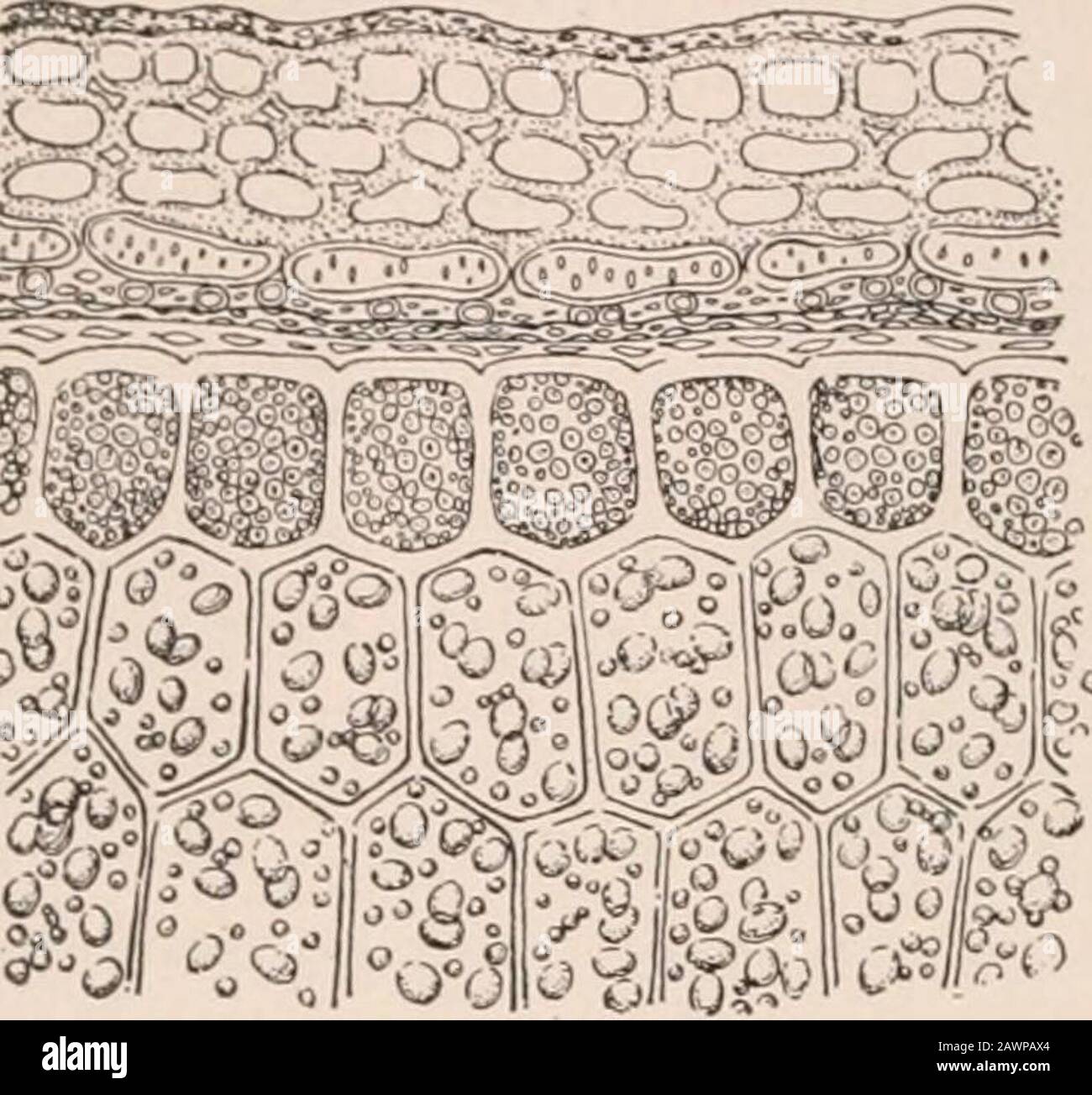 A practical course in botany : with especial reference to its bearings on agriculture, economics, and sanitation . Figs. 8-9. — Different forms of starch grains;rice ; 9, wheat. PRACTICAL COURSE IN BOTANY. Fig. 10.—Transverse section near theoutside of a wheat grain : e, the husk ; a, cellscontaining protein granules ; s, starch cells{after Tschirch). 4. Organic foods. — These four substances, starch, sugar,fats, and proteins, with some others of less frequent oc-currence, are called organicfoods, because they are pro-duced, in a state of nature,only through the action oforganized living bodie Stock Photo