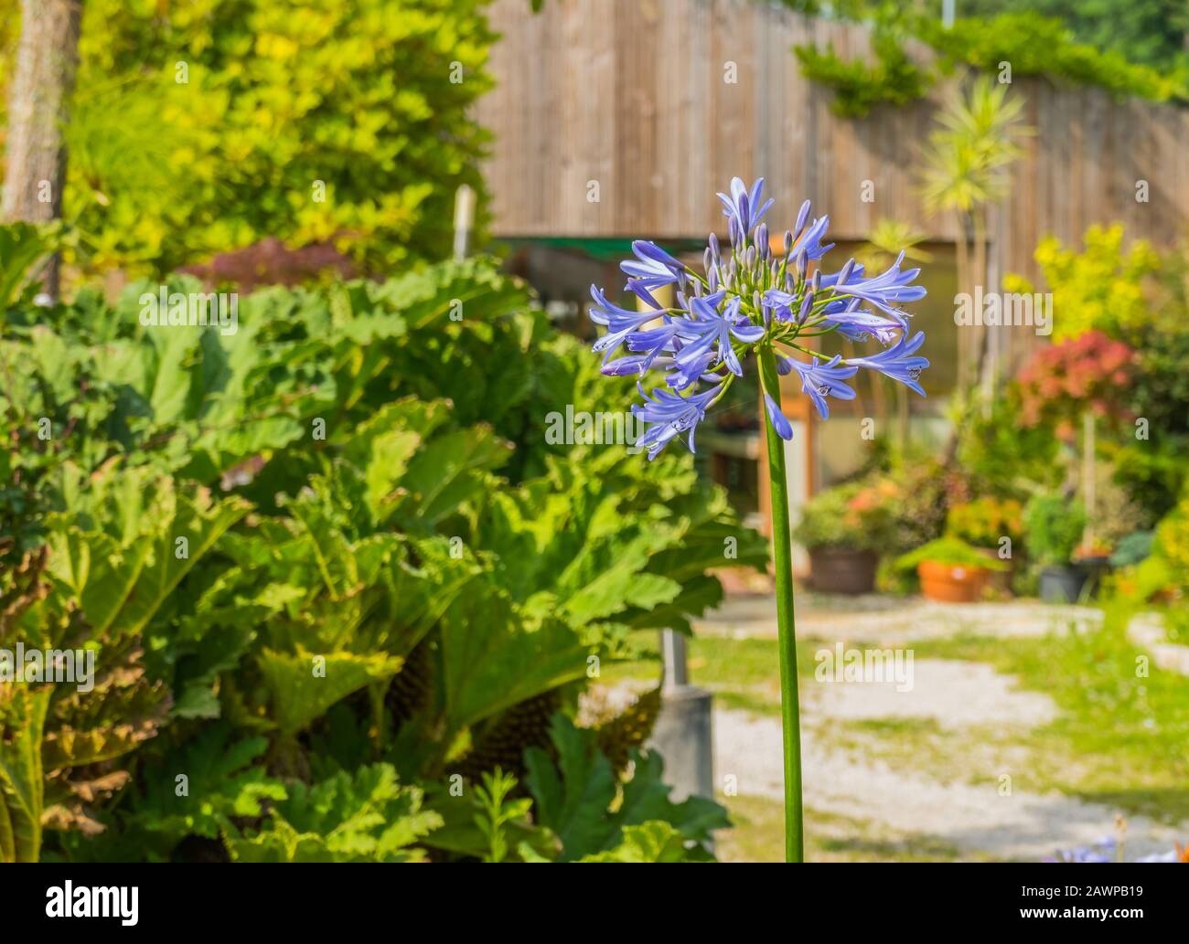 flower agapant blue agapanthus praecox Agapanthoideae in blue outdoors and sunlight Stock Photo