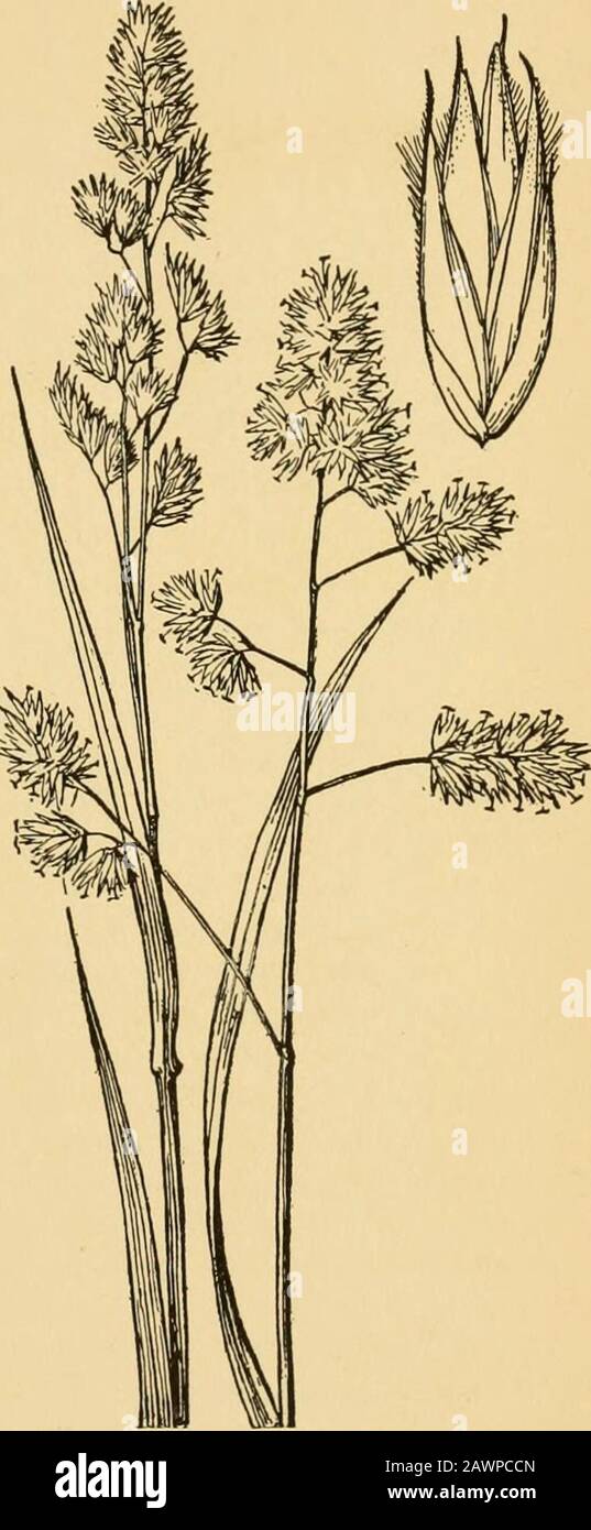 A text-book of grasses with especial reference to the economic species of the United States . purplish; spikelets com-pressed, about ]4 inch long usu-ally 3- or 4-flowered; first glumel-nerved, acute; second glumelonger than the first, 3-nerved,acuminate, ciHate on the keel; lem-mas rather indistinctly 5-nerved,cihate on the keel, short-awned.During the flowering period thebranches are spread open by theturgidity of prominent cushions oftissue in the basal angle. Laterthese cushions shrink and thebranches become appressed so thatin fruit the panicle is narrow andalmost spike-like. The tufts of Stock Photo
