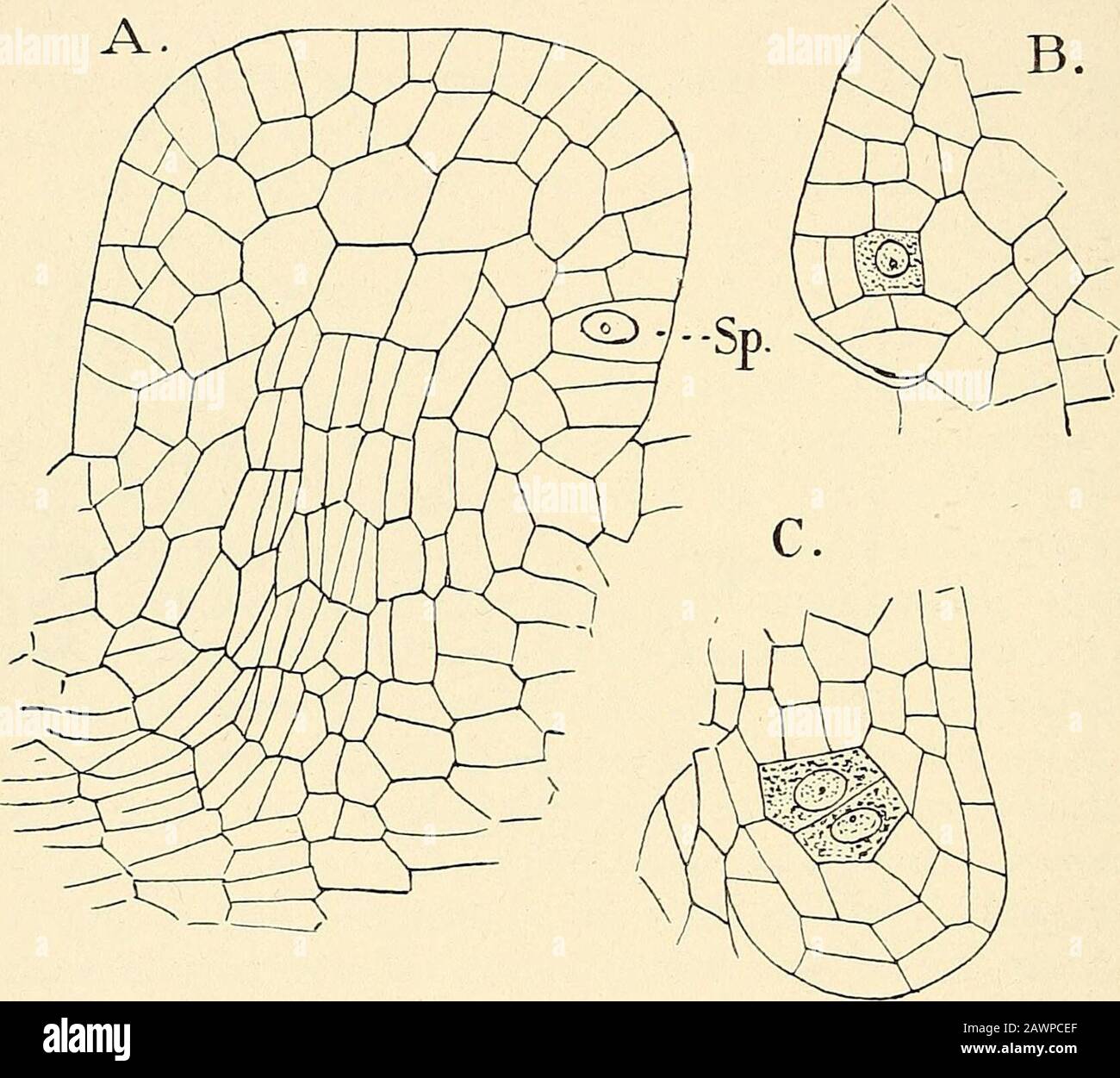 The structure & development of the mosses and ferns (Archegoniatae) . etected, which is larger than its fellows, andhas a larger nucleus. From a comparison with slightly olderstages there is no doubt that this is the sporangium mothercell, or more correctly the axial sporangial cell, as the adjacenttissue also takes part in its further growth. This axial cellnow becomes separated into an inner and outer cell, as inBotrycJiiuni. The outer cell divides again. The innermost 452 MOSSES AND FERNS CHAP. cell of the axial row is the archesporium, and gives rise to thesporogenous cells by repeated div Stock Photo