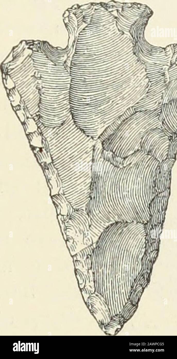 Annual report of the Bureau of ethnology to the secretary of the Smithsonian Institution .. . Fig.267.—Stemmed chipped Hint.vriiiged. Fio. 268 —Stemmed chipped Hint. E. Broad; double-curved edges; notched in from the base, and barbsworked so as to be narrowest near the blade, with the ends straight orround; stem expanding by straight lines; base straight (figure 270). F. Edges nearly straight to the barbs, which are worked off to apoint toward the stem; base convex and wide; stem expanding bycurved fines (figure 271). Stock Photo