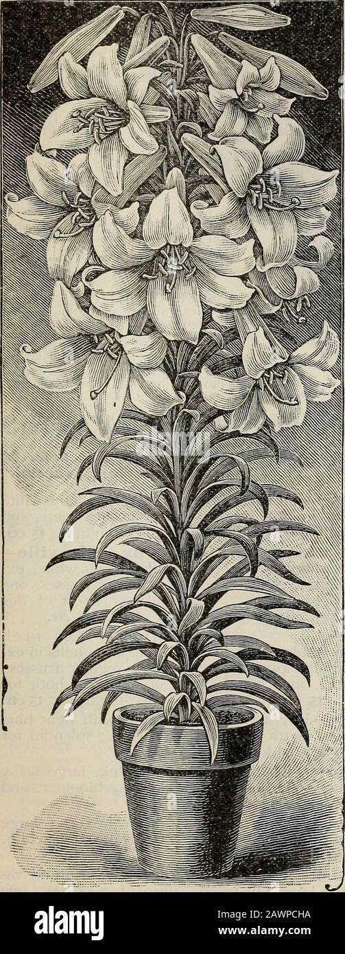 New floral guide : autumn 1901 . t^v^SA^^^: FEATHERED OR COCKADE HYACINTHS AGAPANTHUS UMBELLATUS The Blue African Lily WE offer fine Bulbs of this splendid Blue African Lily, which is an exceedingly beautiful ornamental plant for the GreenHouse or ConserNatorj- in winter, and for pots or tubs on the lawn or piazza in summer. The foliage is luxuriant andhandsome, the flowers are borne in large clusters of 20 to 3J, frequently measuring 10 to 12 inches across. The flowerstalks grow 15 to IS inches high, and the flovvers open in succession for several weeks; the color is bright rich blue, ver&g Stock Photo
