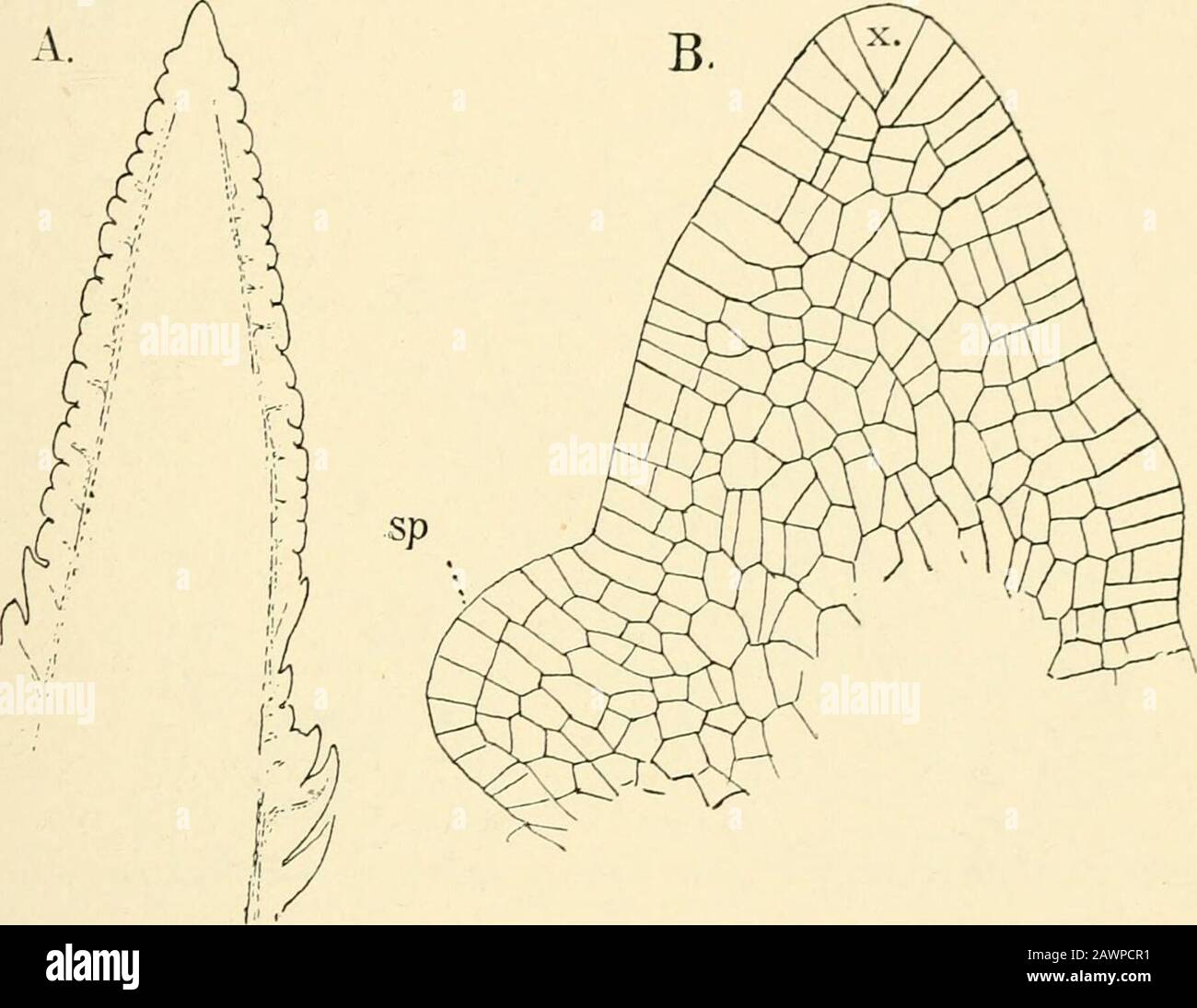 The structure & development of the mosses and ferns (Archegoniatae) . ly published a paper showing that inE. maximum {telmateid) there is a slight secondary increase inthickness in the nodes of the stem, due to the presence of agenuine cambium, not unlike that in the stem of Botrychium. TJie Sporangia In all species of Equisetum the sporangia are formed uponthe under side of peltate sporophylls arranged in closely-set 1 Van Tieghem (5), p. 395. ^ Cormack (i). XIII EQUISETINEyE 451 circles about the upper part of the axis of the fertile shoots(Figs. 227, 242). A section through the apex of the Stock Photo