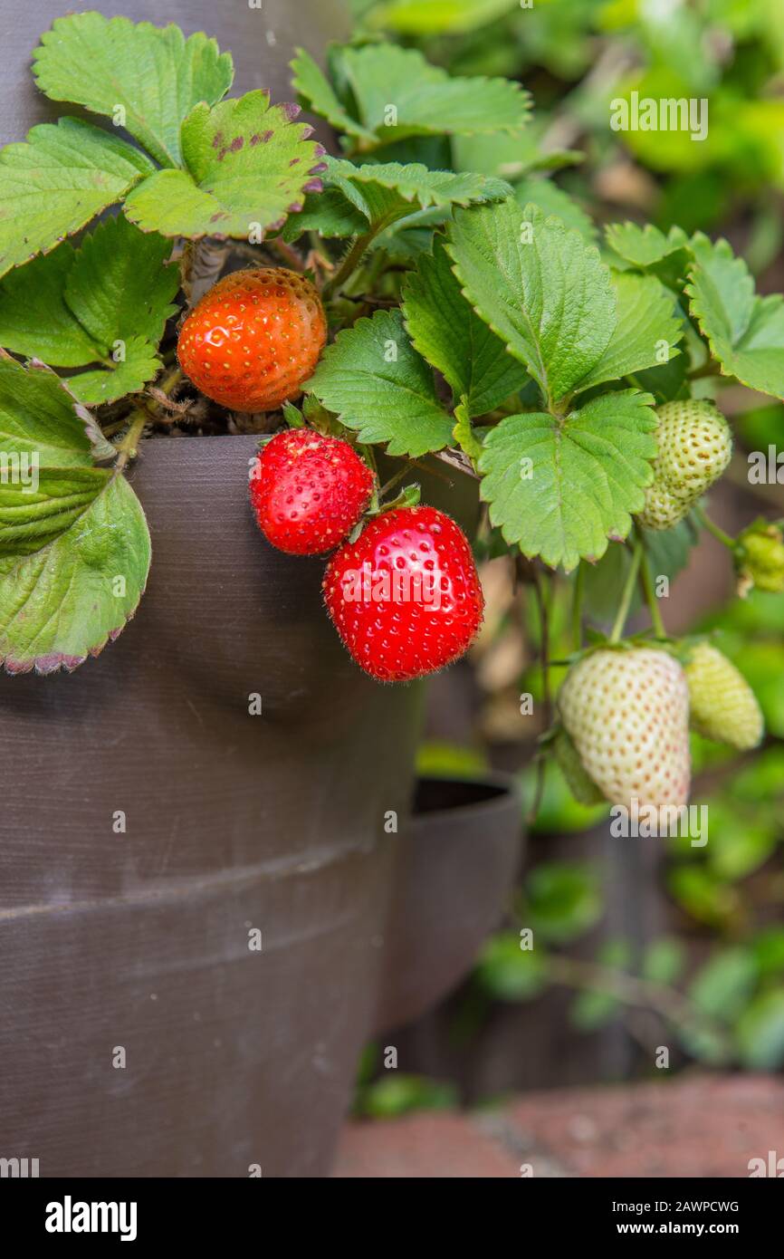 Strawberries growing in a container pot on a patio in Southern California USA Stock Photo Alamy