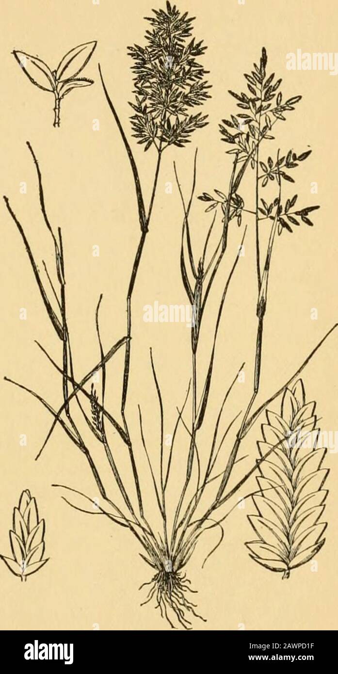 A text-book of grasses with especial reference to the economic species of the United States . Fig. .50. Cortaderia argen-tea. A group of inflorescencesgreatly reduced; glumes ofpistillate spikelet (a), floretsof pistillate spikelet (b), glumes(c), and florets dl) of staminatespikelet. XI. (U. S. Dept. Agr.,Div. Agrcst., Bull. 20.) FESTUCE^ 225. ditches from Texas to Cali-fornia. 248. Eragrostis Host.âA large genus of over 100species, found throughoutthe warmer regions of theworld. Annuals or peren-nials with open, narrow orspike-like panicles; spike-lets many - flowered, awn-less; rachilla usu Stock Photo