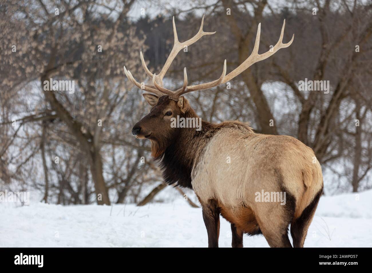 Elk, Wapiti (Cervus candensis), Northern Michigan, Winter, by James D Coppinger/Dembinsky Photo Assoc Stock Photo