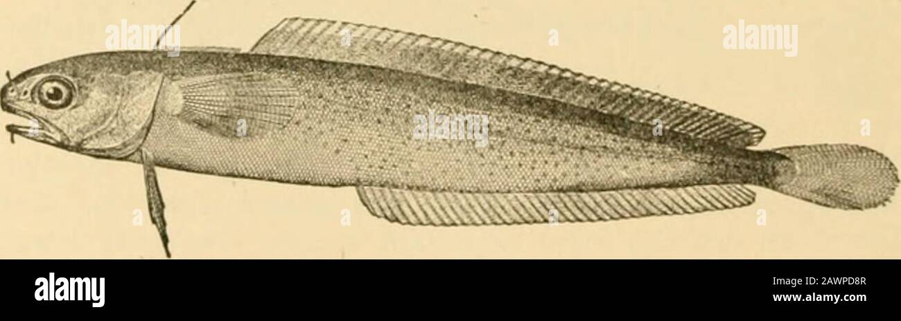 Fishes . Fig. 657.—Burbot, Lota maculosa (Le Sueur). New York. The rocklings {Gaidropsarus and Enchclyopiis) have thefirst dorsal composed of a band of fringes preceded by a singleray. The species are small and slender, abounding chiefly in theMediterranean and the North Atlantic. The young have been. Fig. 658 —Four-bearded Reckling, Enchelyopus cimbrixis (Linnseus).Naliaiit, Mass. called mackerel-midges. Our commonest species is Enchely-opus cimbrius, found also in Great Britain. The cusk, or torsk, Brosme brosme, has a single dorsal fin Opisthomi and Anacanthini y^r only. It is a large fish Stock Photo