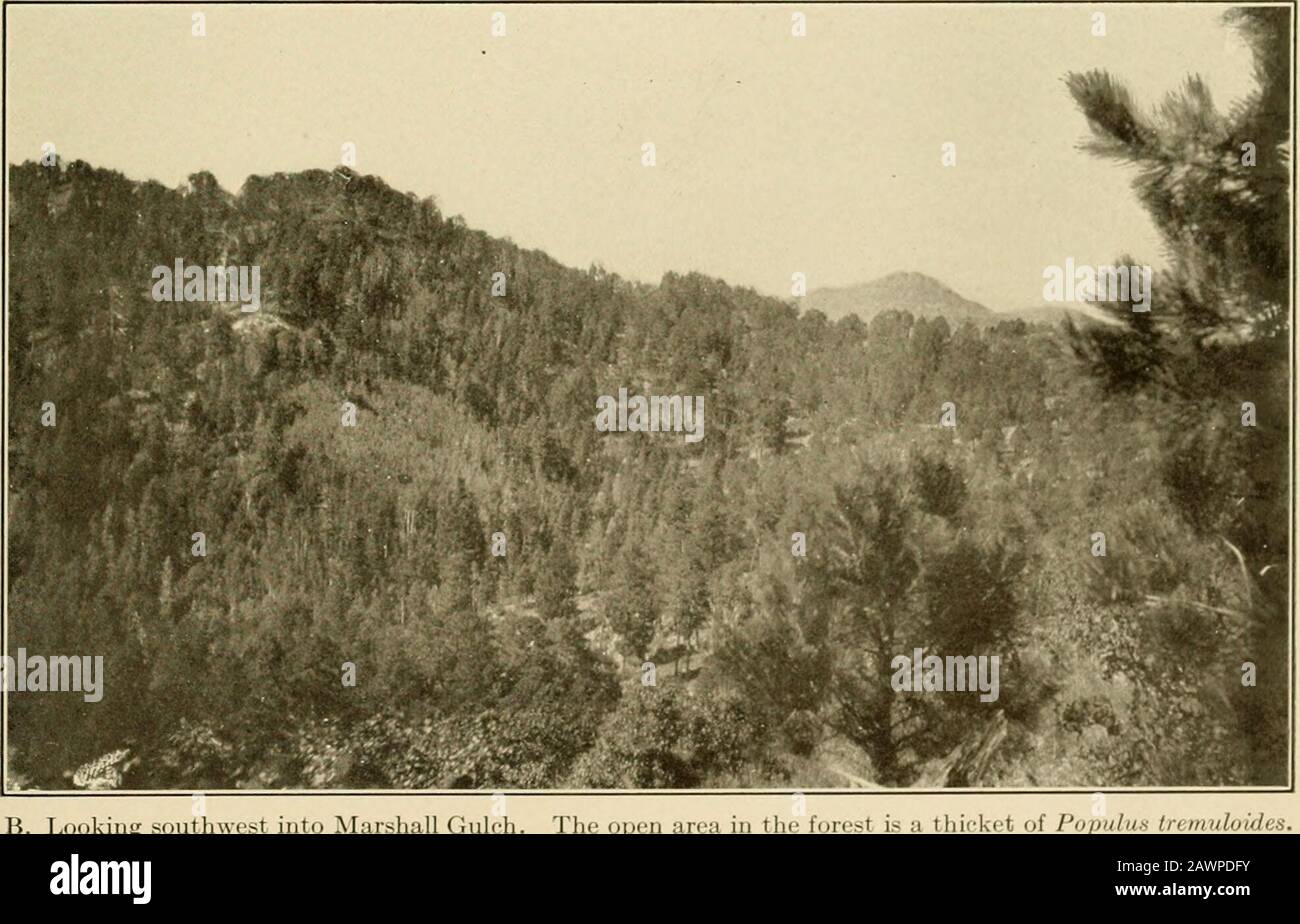 The vegetation of a desert mountain range as conditioned by climatic factors . A. Looking toward south face of Mount Lemmon from crest of Marshall Gulch, near sitr of s.lioilelimatological station. Pinus arizonica and scrul) of Qucrcu.s rvticulaln.. B. Looking southwest into ALushall Gulch. The open area in the f /n/iuhix tnmi/loidcs SHREVE Plate 26 Stock Photo
