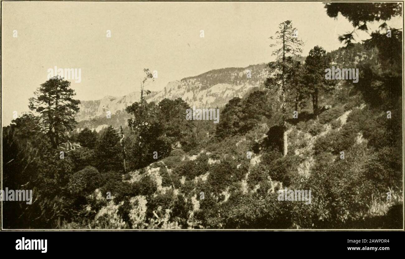 The vegetation of a desert mountain range as conditioned by climatic factors . SHREVE Plate 25. A. Looking toward south face of Mount Lemmon from crest of Marshall Gulch, near sitr of s.lioilelimatological station. Pinus arizonica and scrul) of Qucrcu.s rvticulaln. Stock Photo