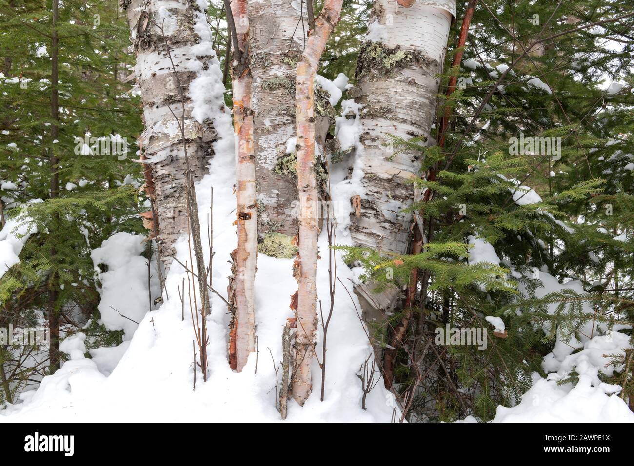 Balsam fir (Abies balsamea) and paper birch (Betula papyrifera), Winter, Eastern North America, by Dominique Braud/Dembinsky Photo Assoc Stock Photo