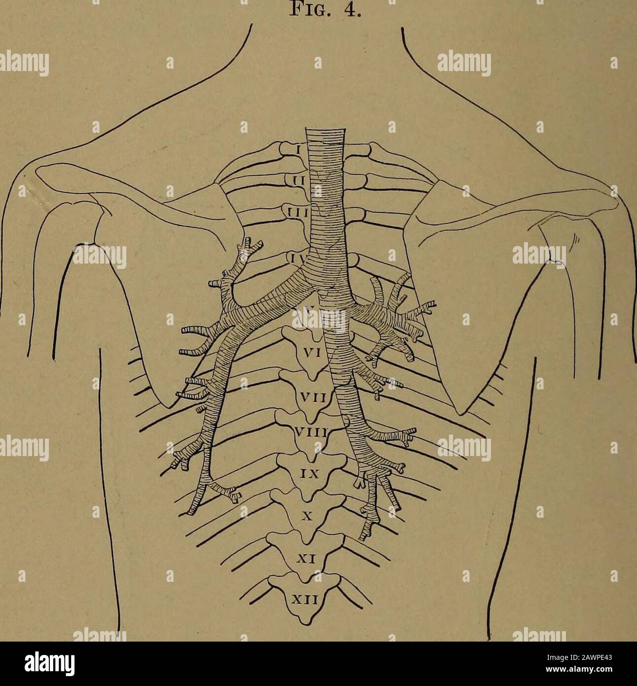 Rib Cage Drawing - How To Draw A Rib Cage Step By Step